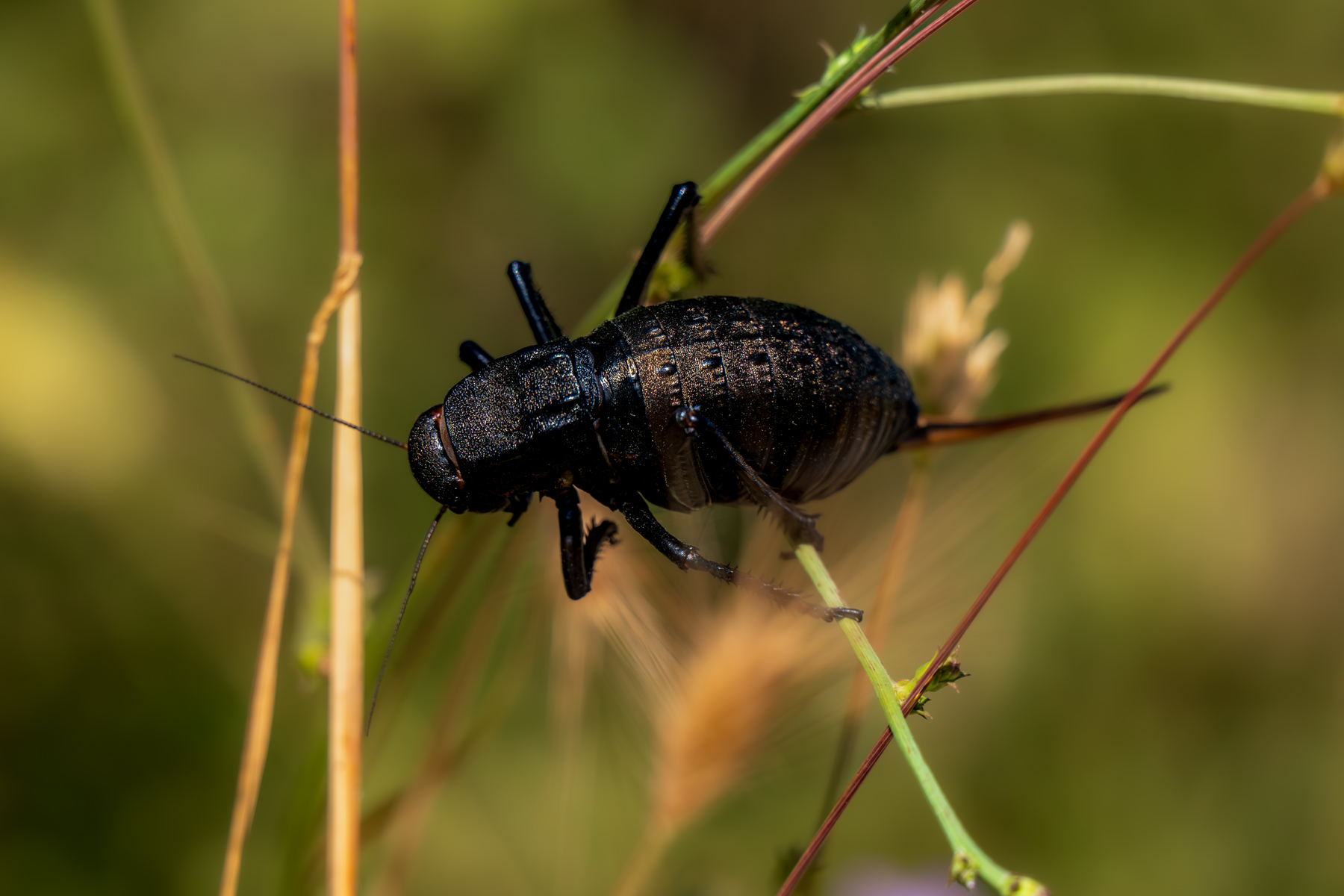 butterflies, insects, Sajkovski Dejan
