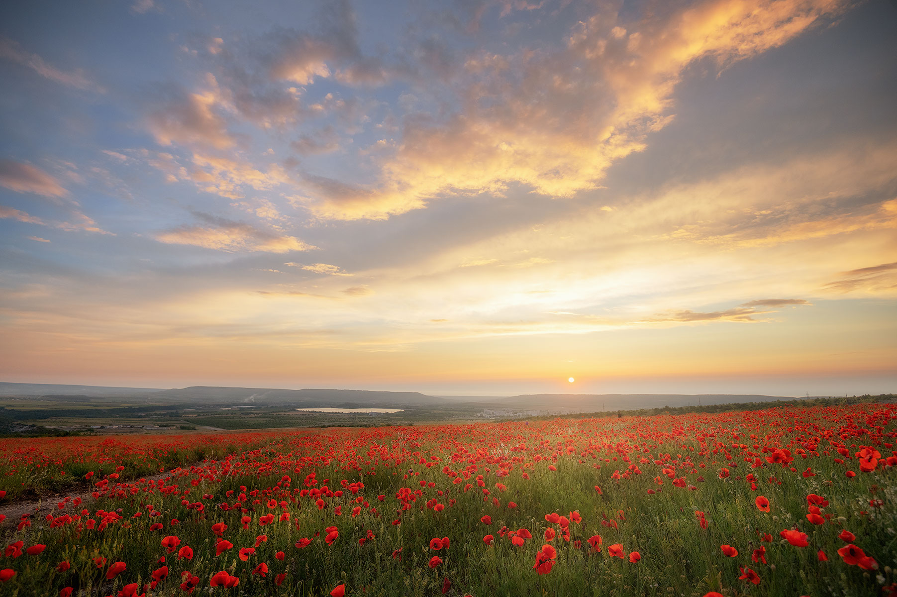 маки, маковые поля, крым, пейзаж, Наталья Агеева
