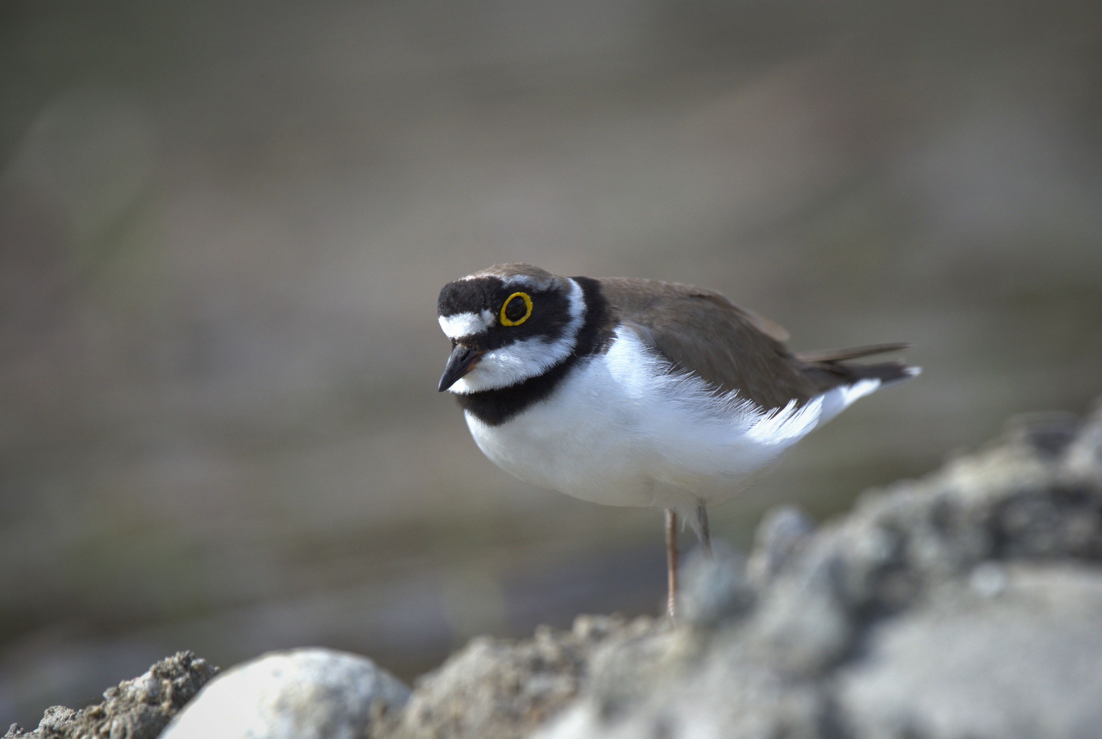 , Герчев Николай