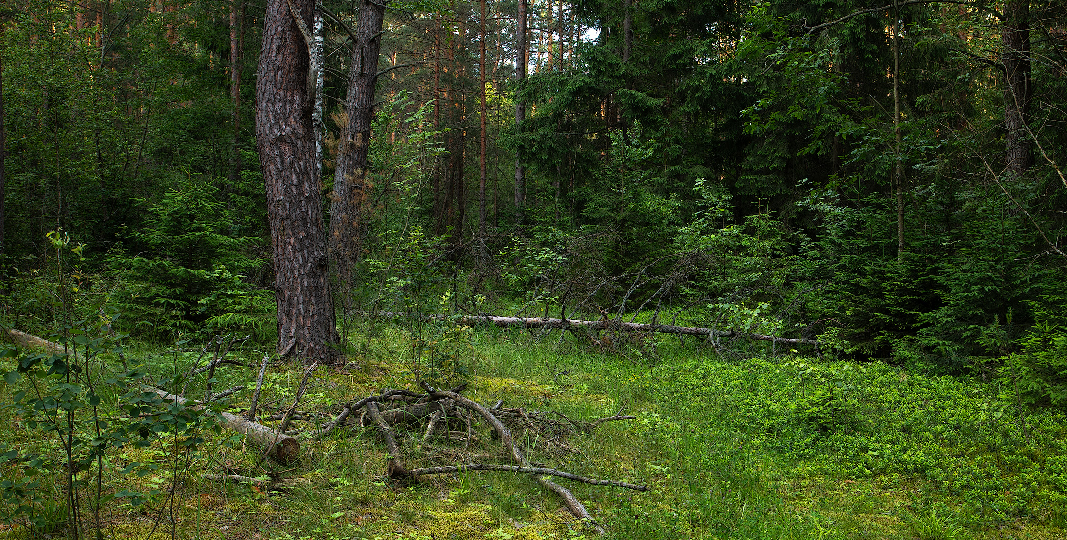 лес, лето, Михаил Кушнер