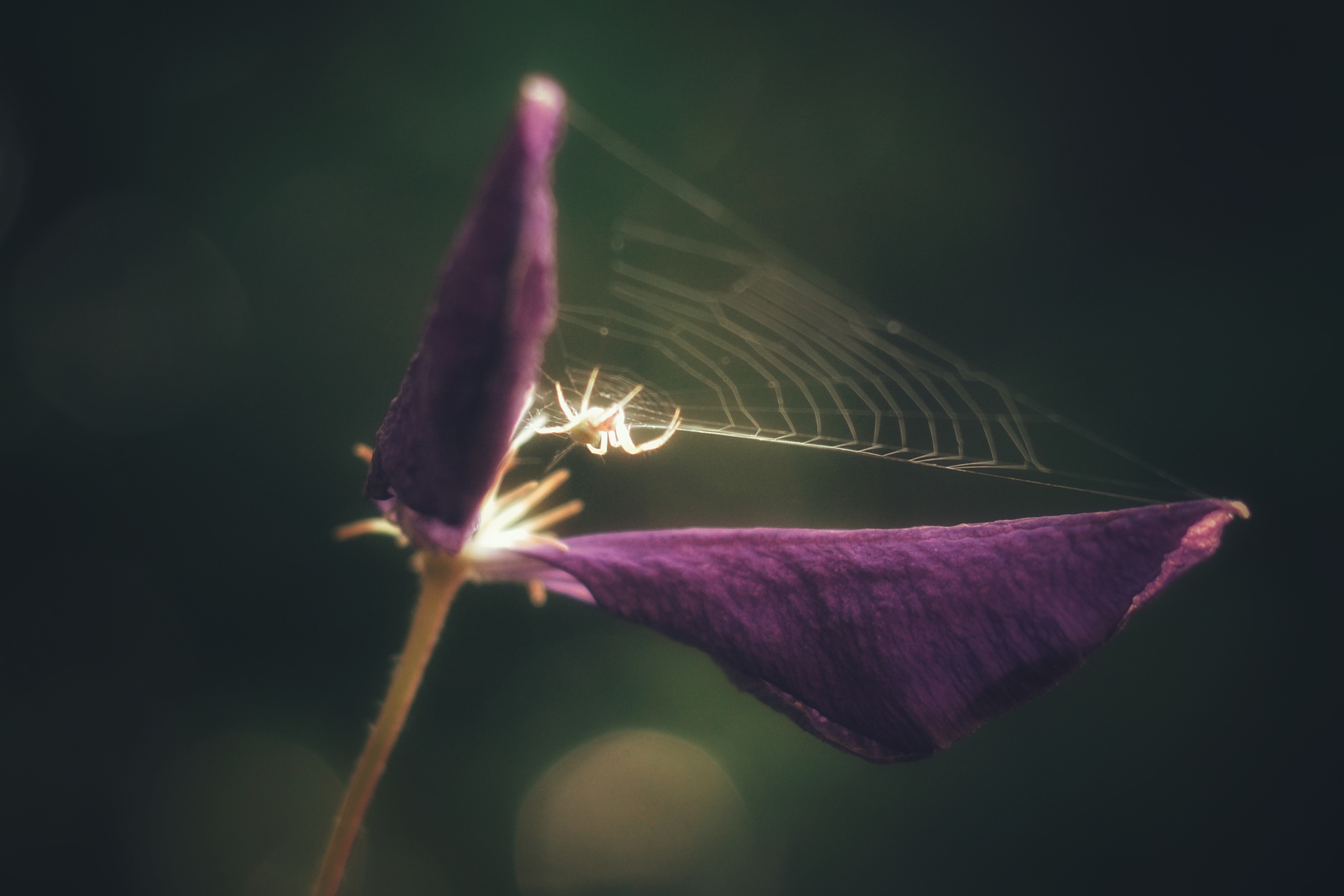 , Юлияна Стоянова