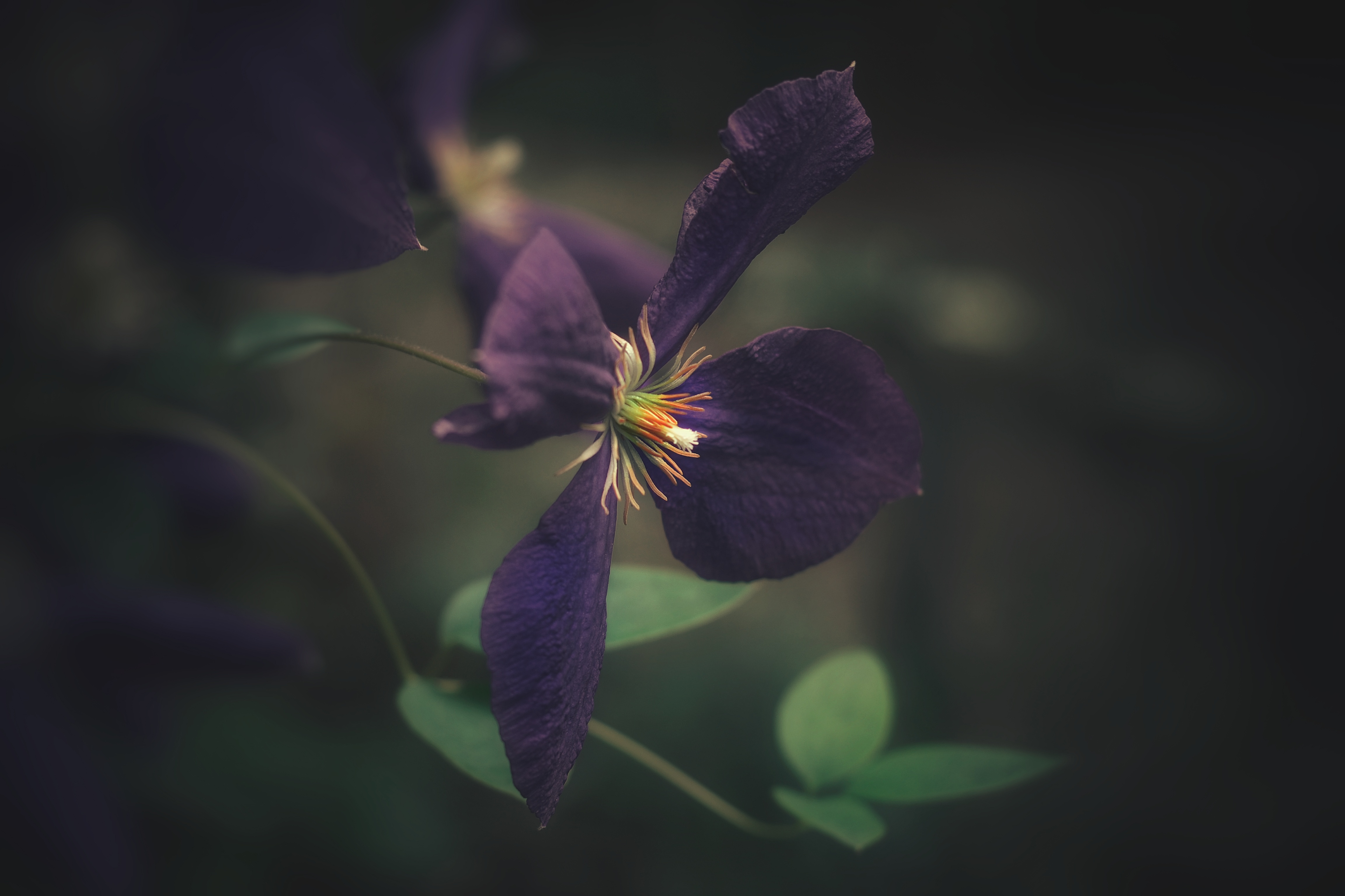 , Юлияна Стоянова