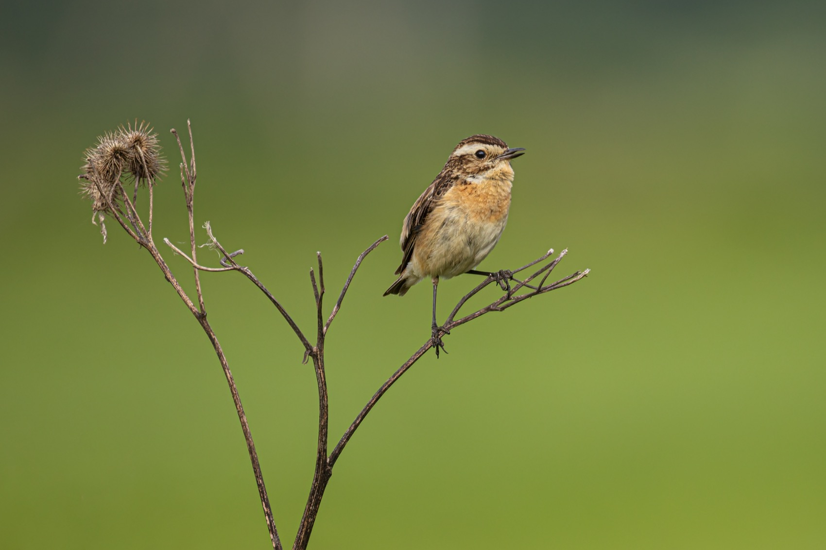 луговой чекан, чекан, птицы, Руслан Pl