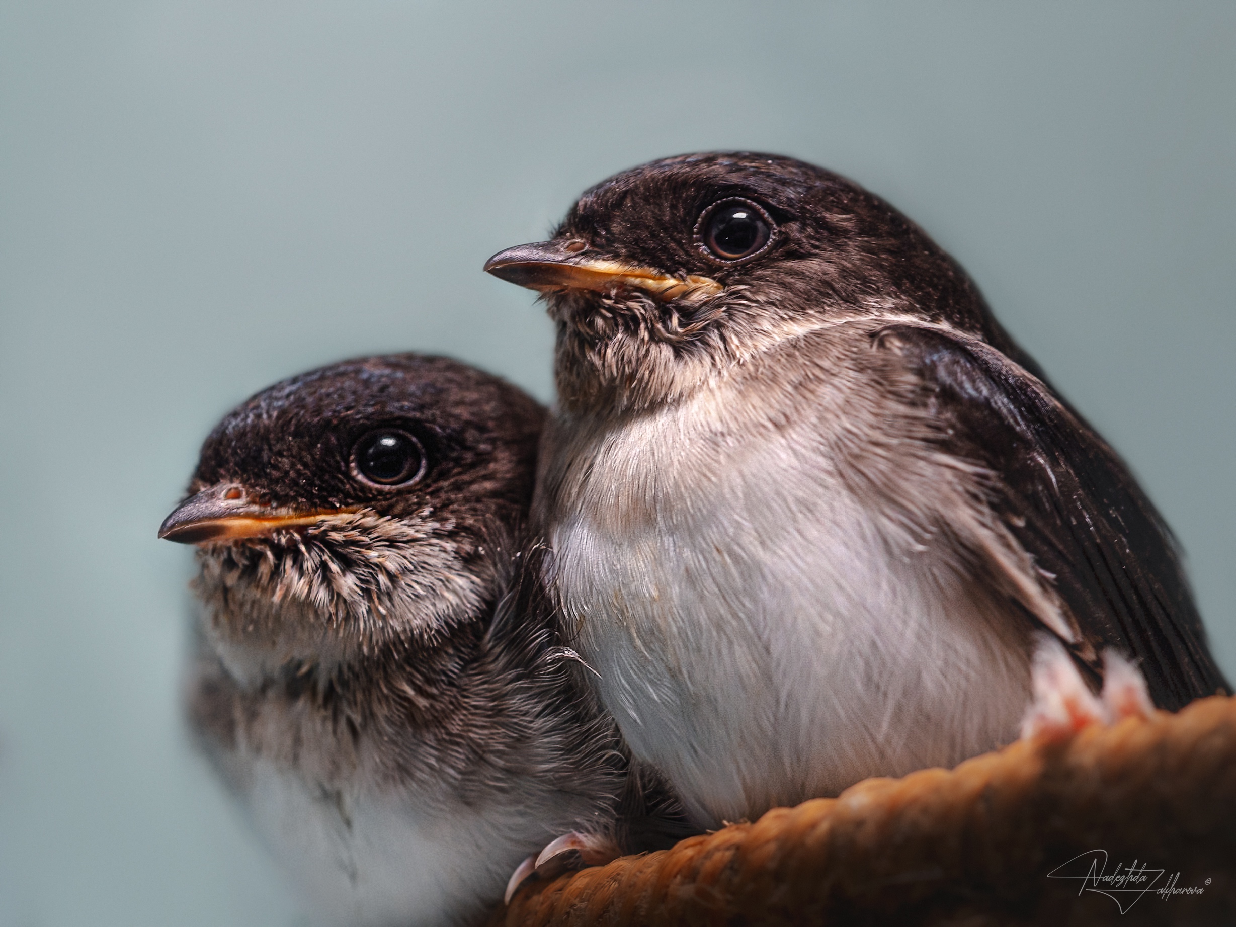 ласточки, воронки, городская ласточка, птенцы, птицы, лето 2025, лето, наблюдения за птицами., Захарова Надежда