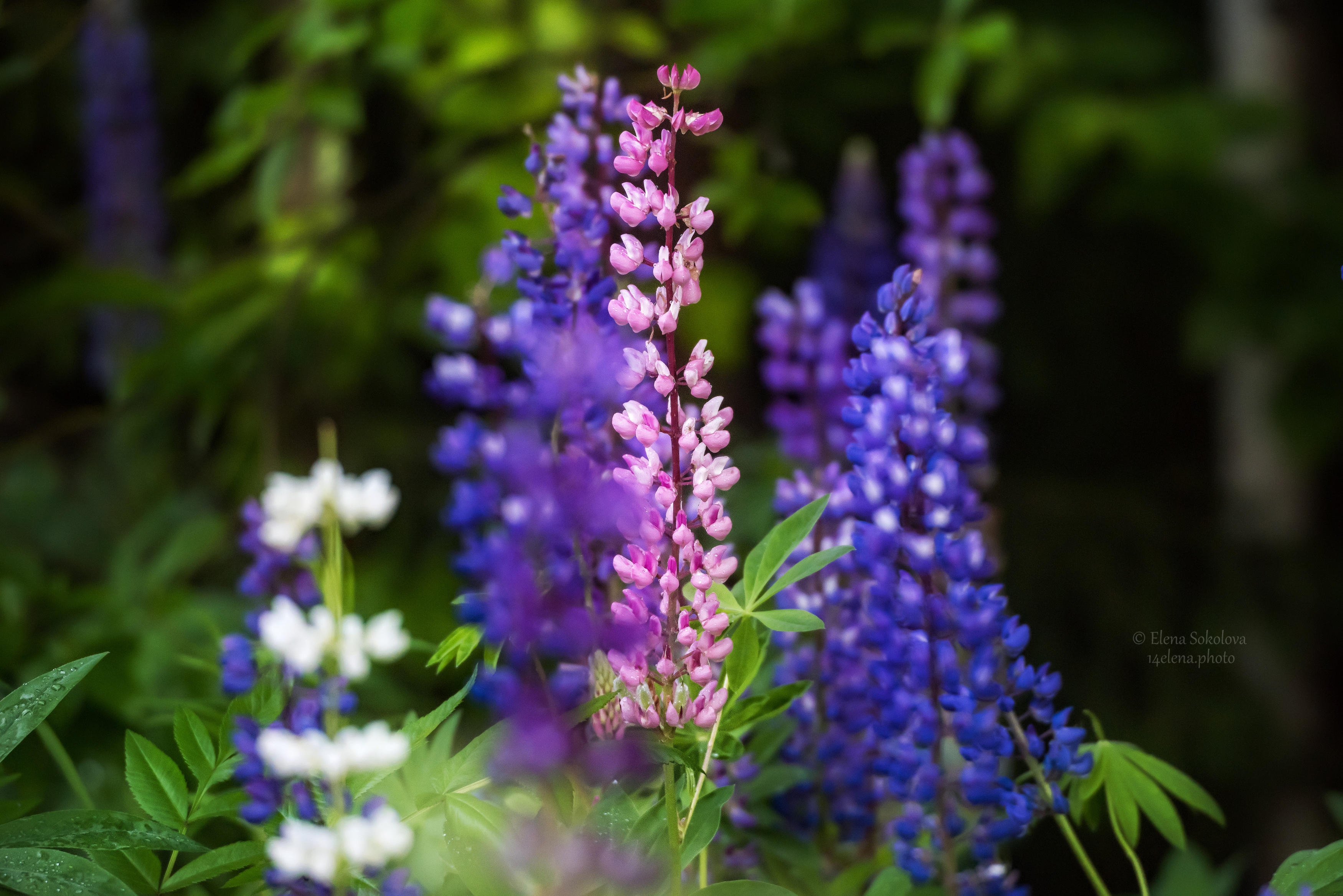 , Соколова Елена