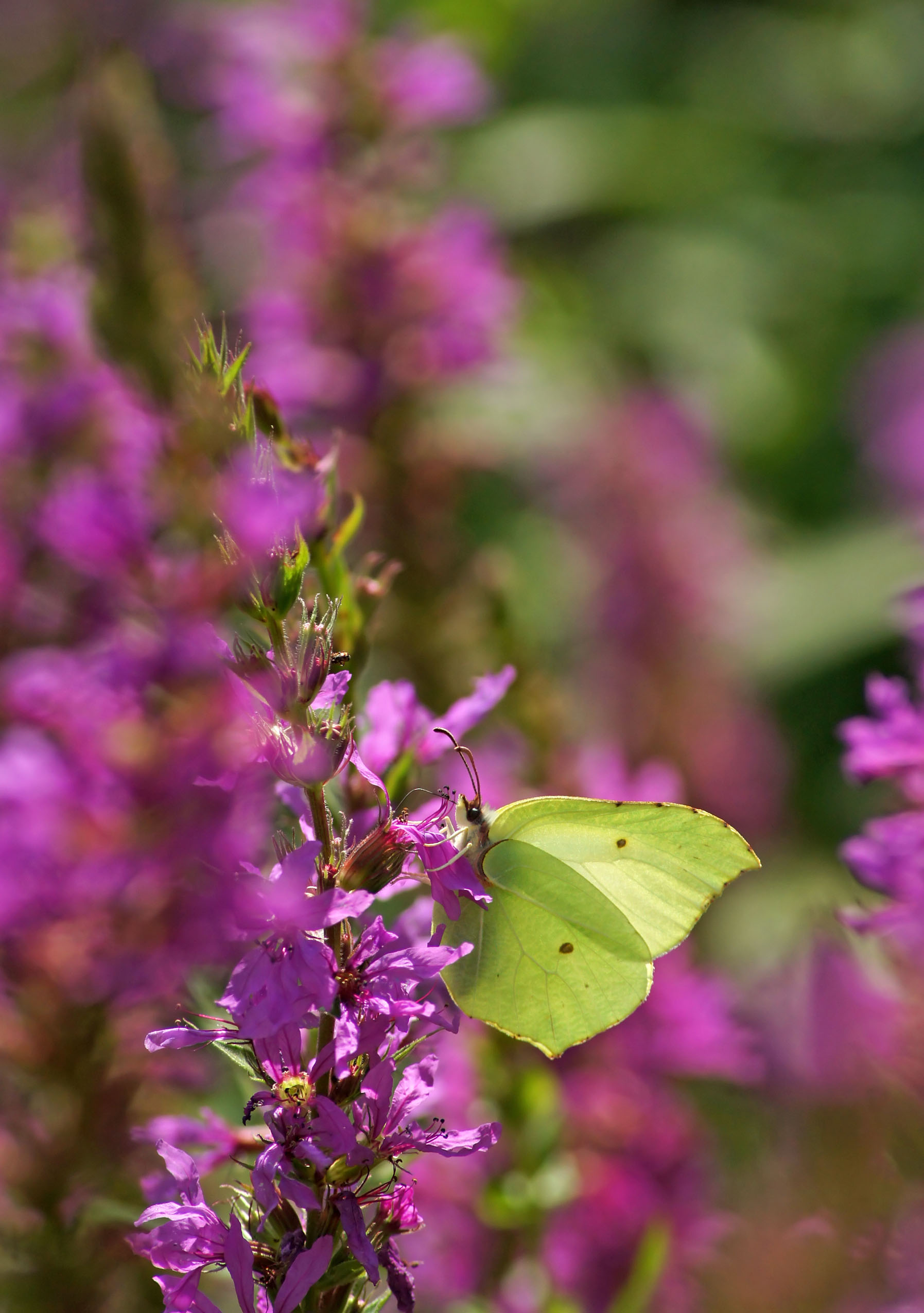, Чепленко Алексей