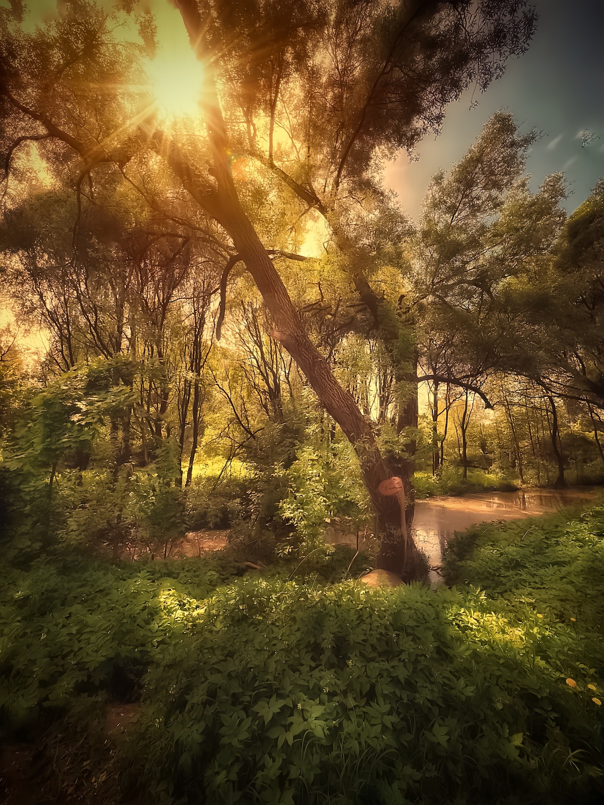 пейзаж, landscape, nature, природа, лето, summer, sunset, закат, лес, forest, Julia Kaissa