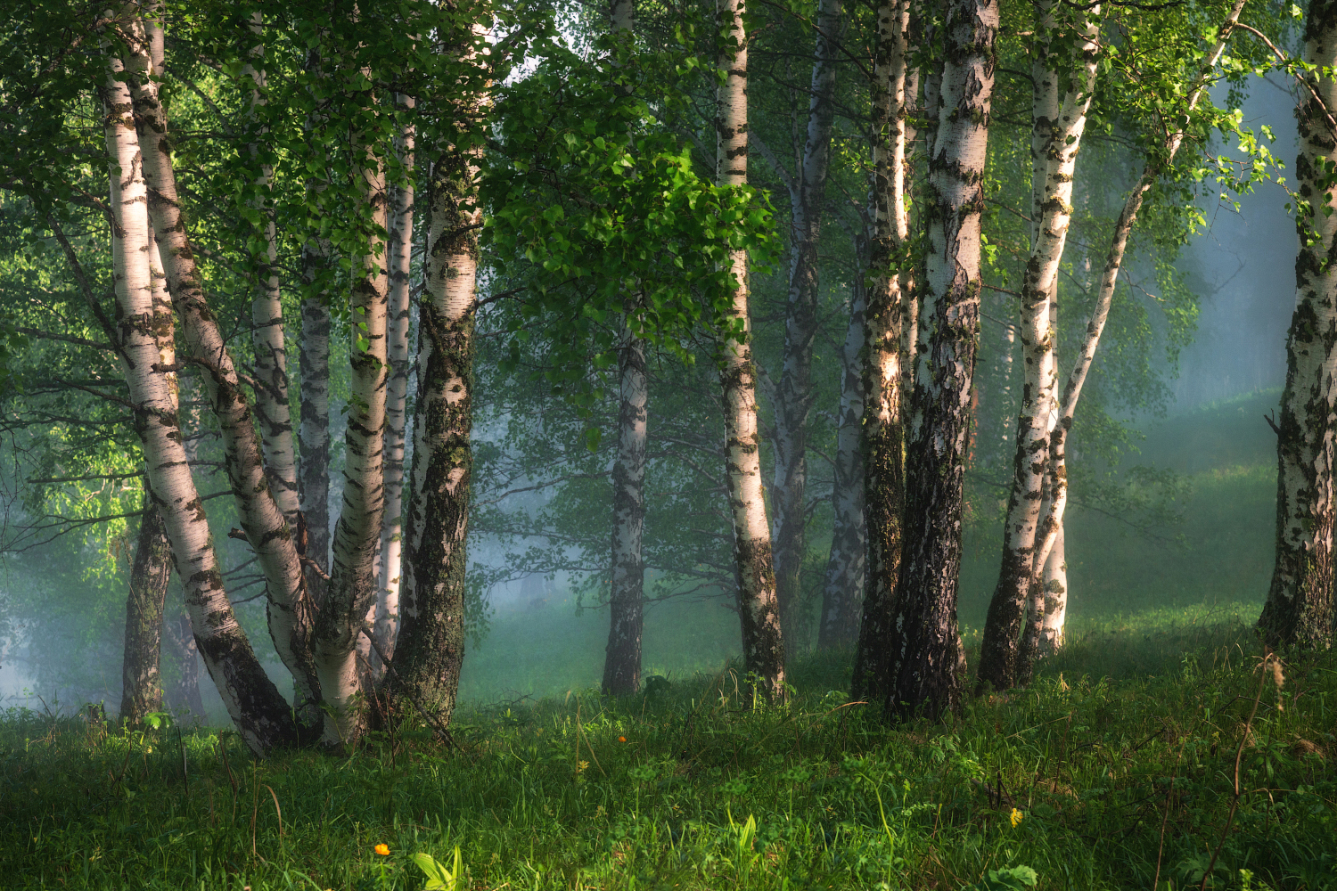 алтайский край, алтайский район, предгорья, березовый лес, берёзовая роща, берёзы, утро в лесу, Рубан Елена