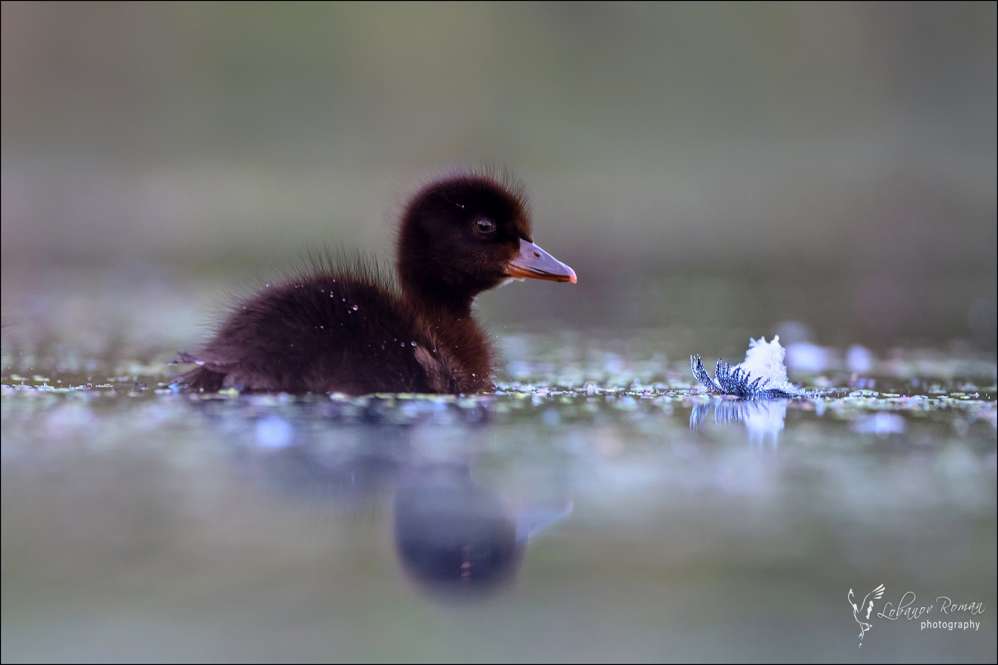 , Лобанов Роман
