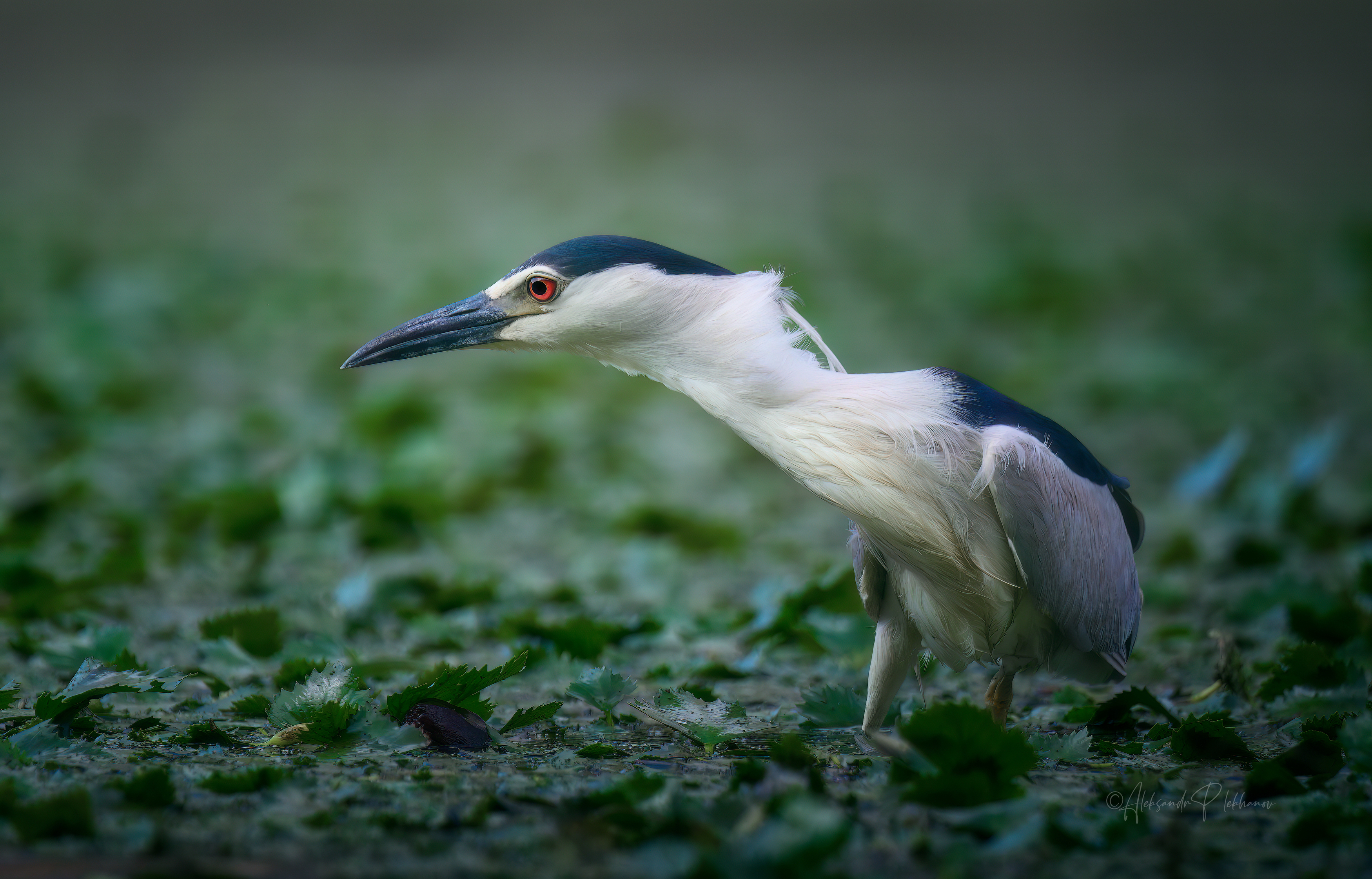 кваква, night heron, охота, wildlife, Плеханов Александр