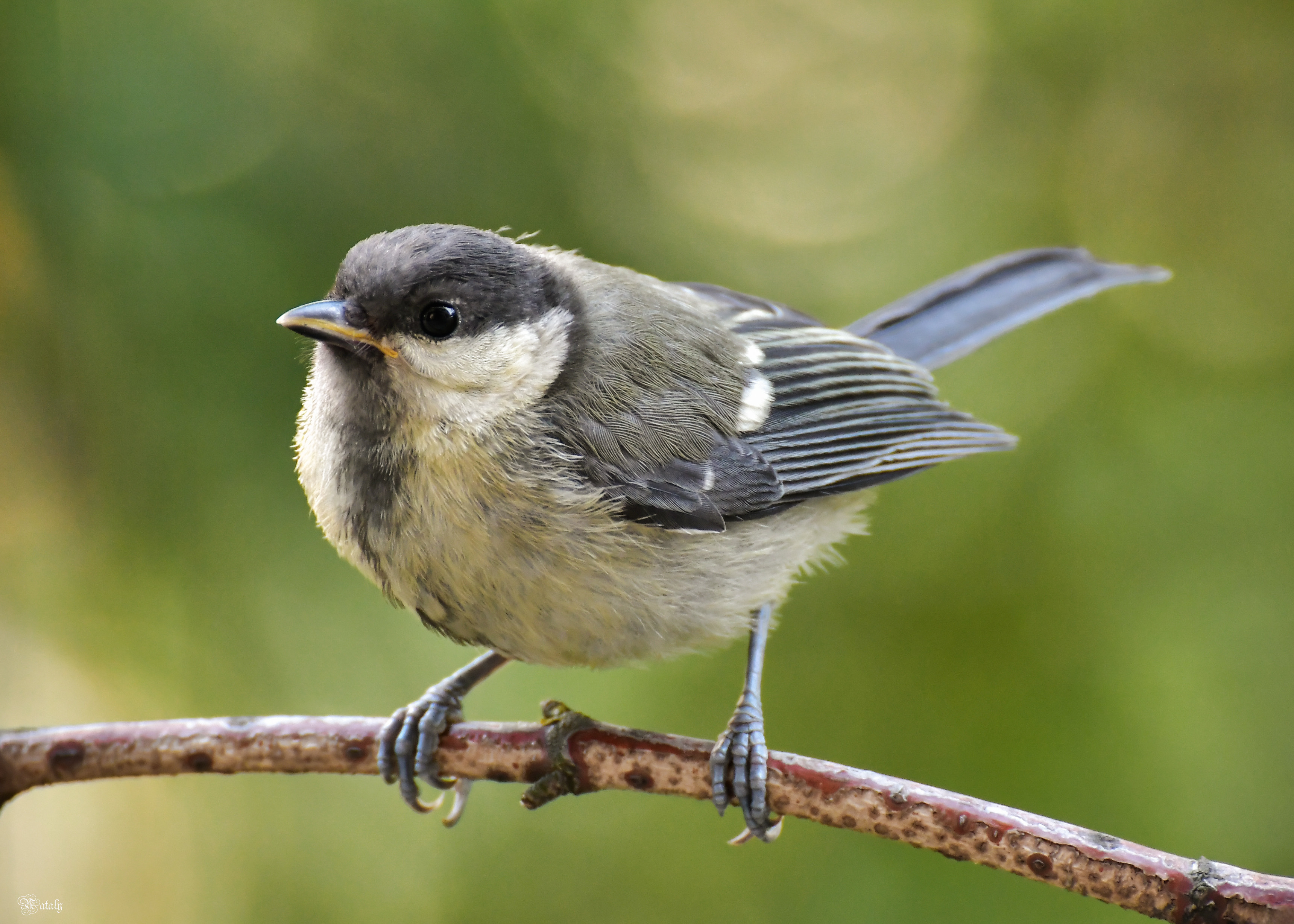 , Наталья Екимова