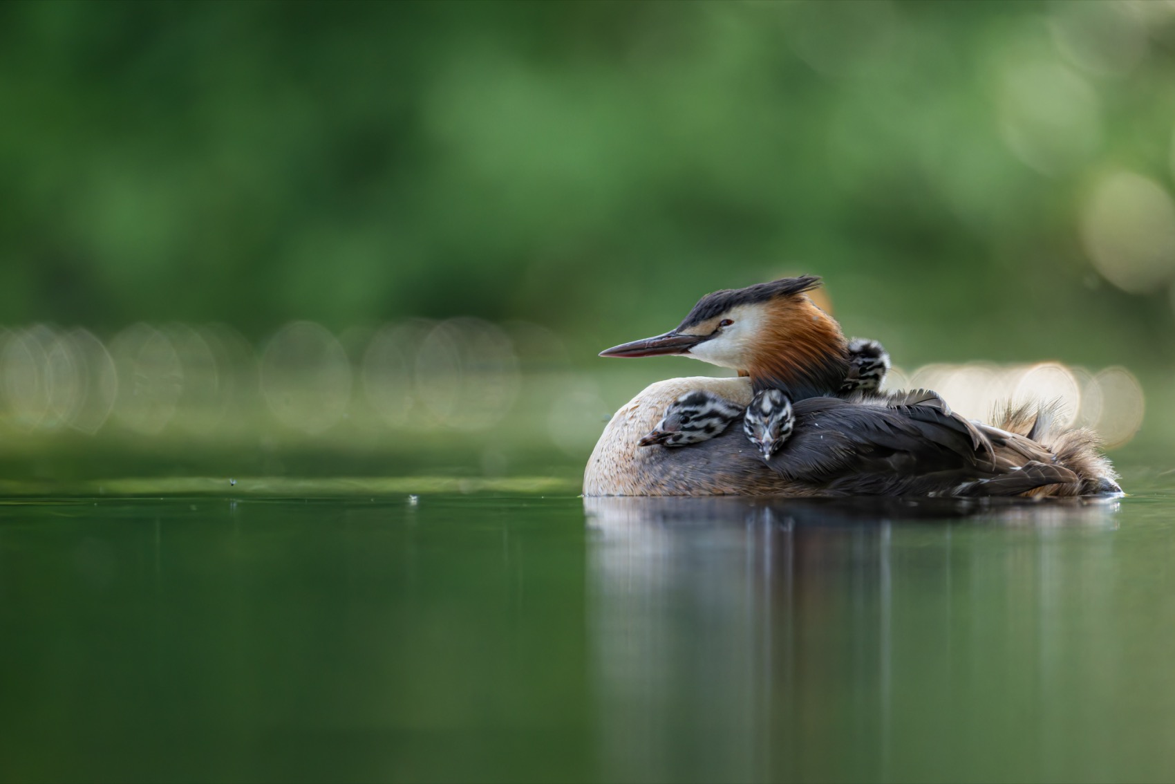 чомга, птенцы, птицы, поганка, большая поганка, Руслан Pl