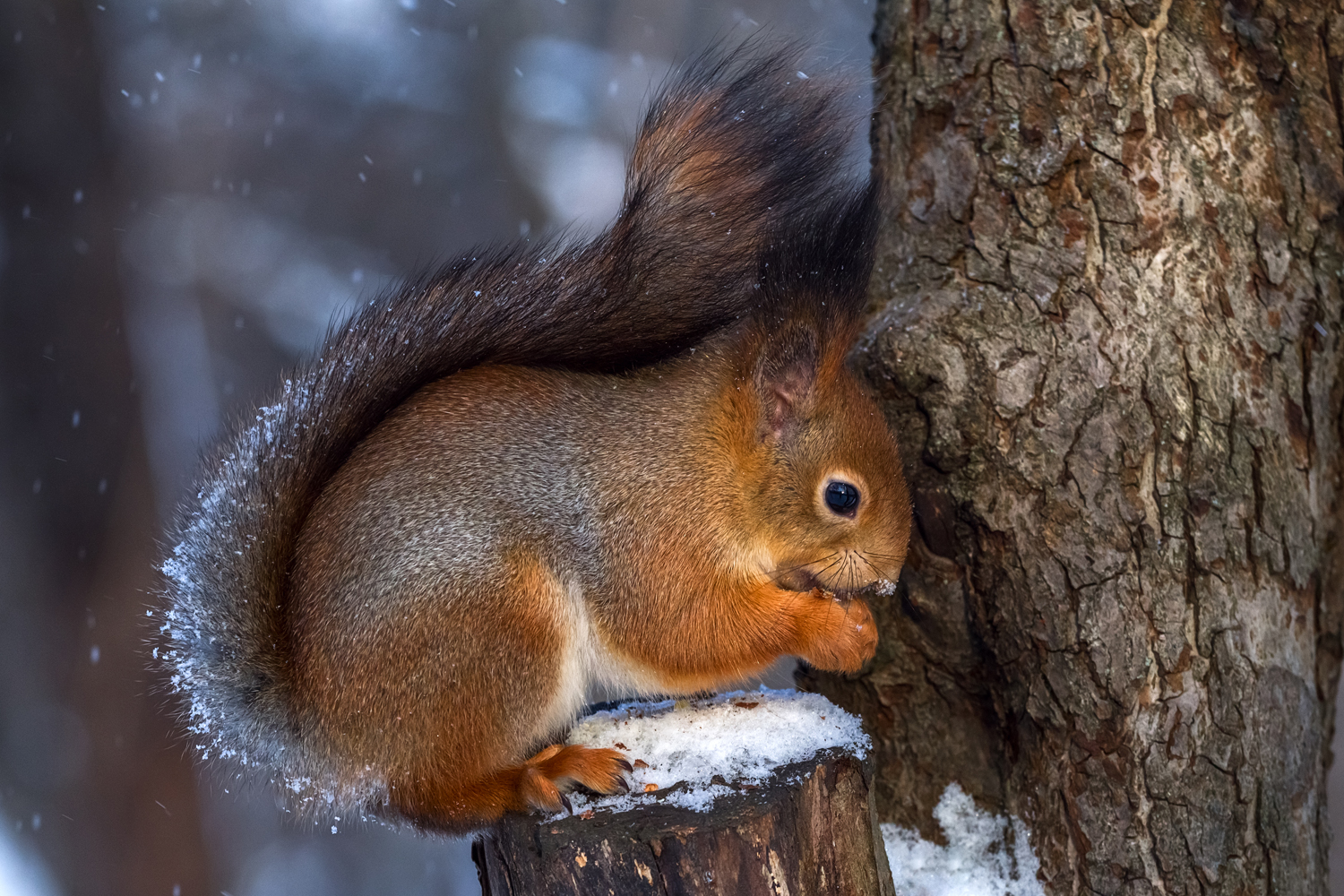 , Алексеев Сергей
