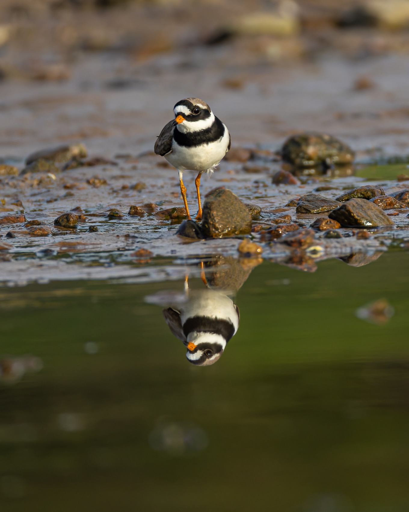 галстучник, кулик, птицы, Руслан Pl