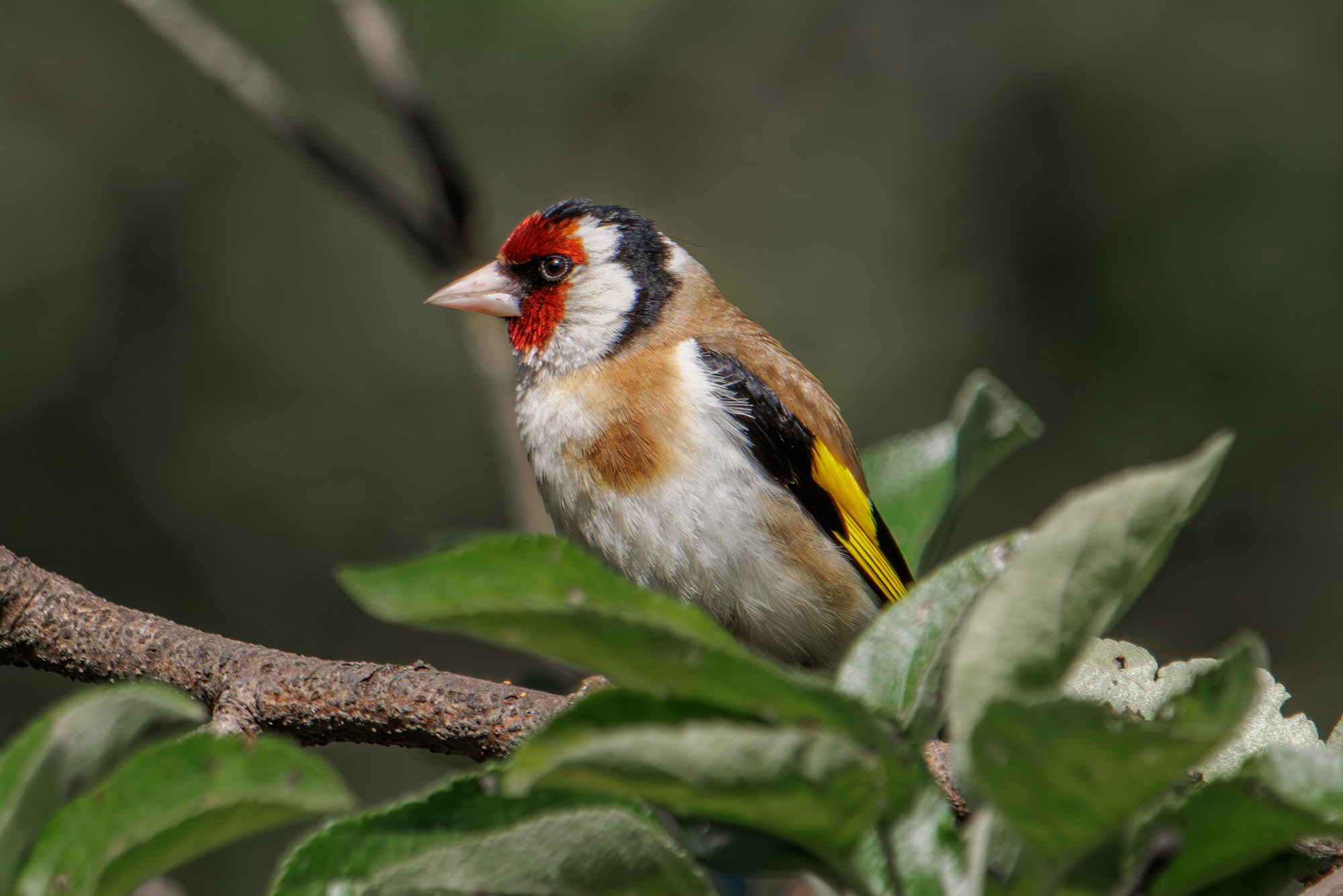 , Морозов Сергей