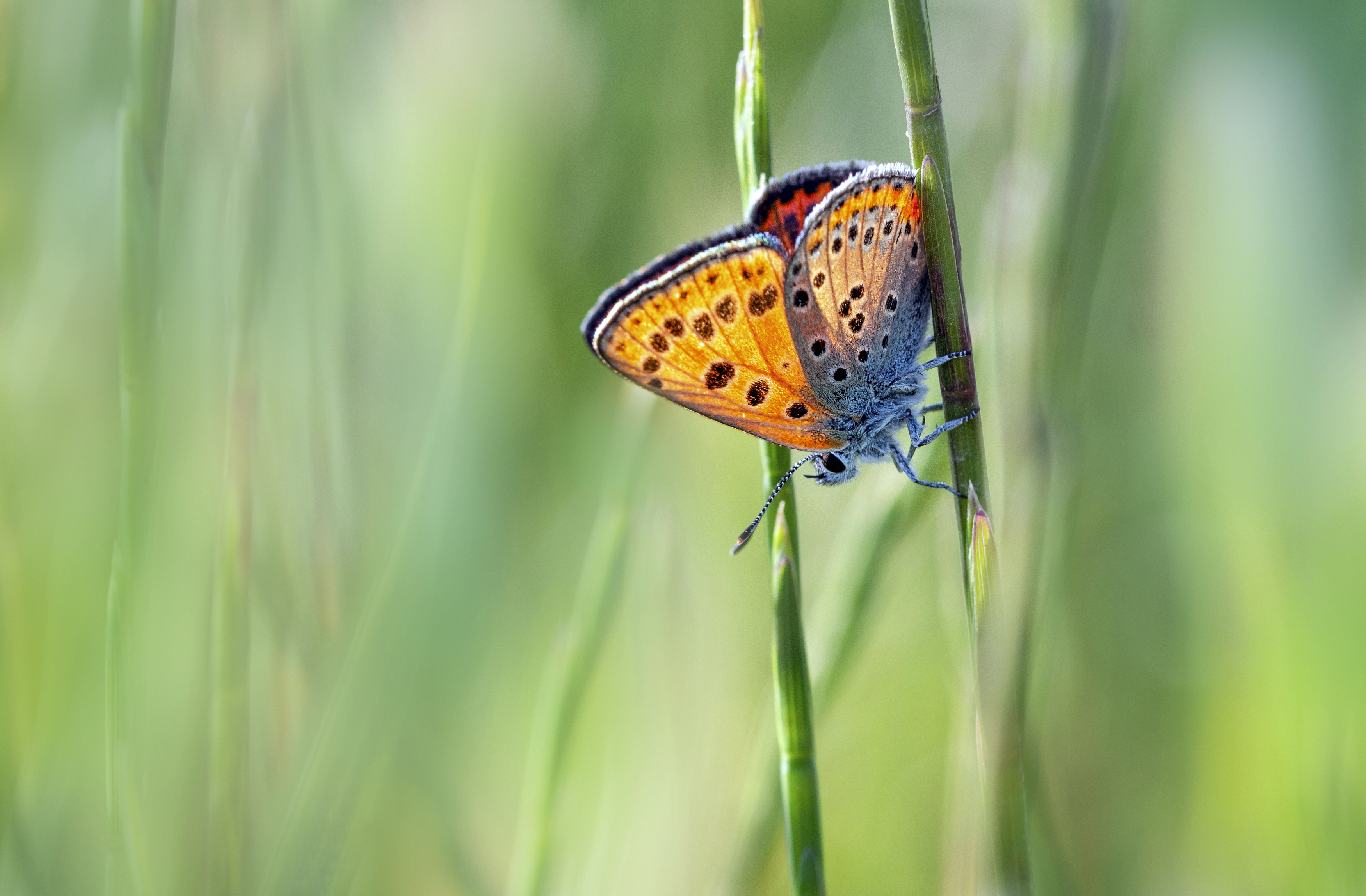 Мотылек, бабочка., Горбачева Маментьева Татьяна