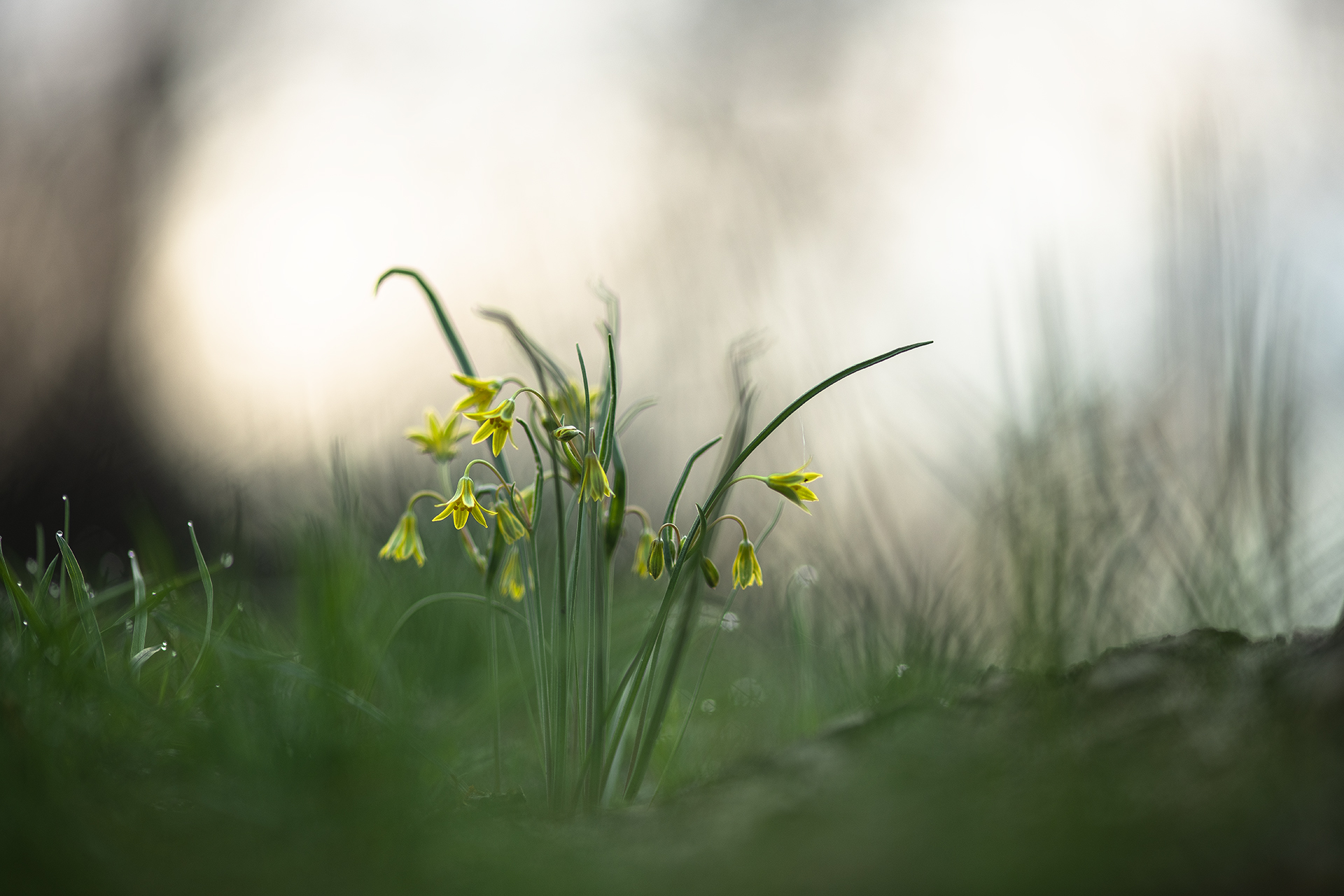 гусиный лук, весна, природа, утро, лес, россия, воронеж, nikon d850, фотообъектив: carl zeiss makro-planar t* 100mm f/2 zf.2, Мещеряков Геннадий