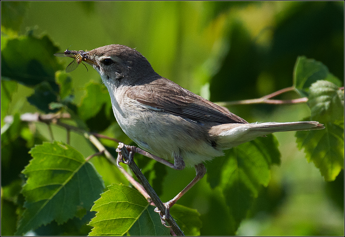 москва, июнь, парк, камышовка-барсучёк, птица, АНАТОЛИЙ ДОВЫДЕНКО