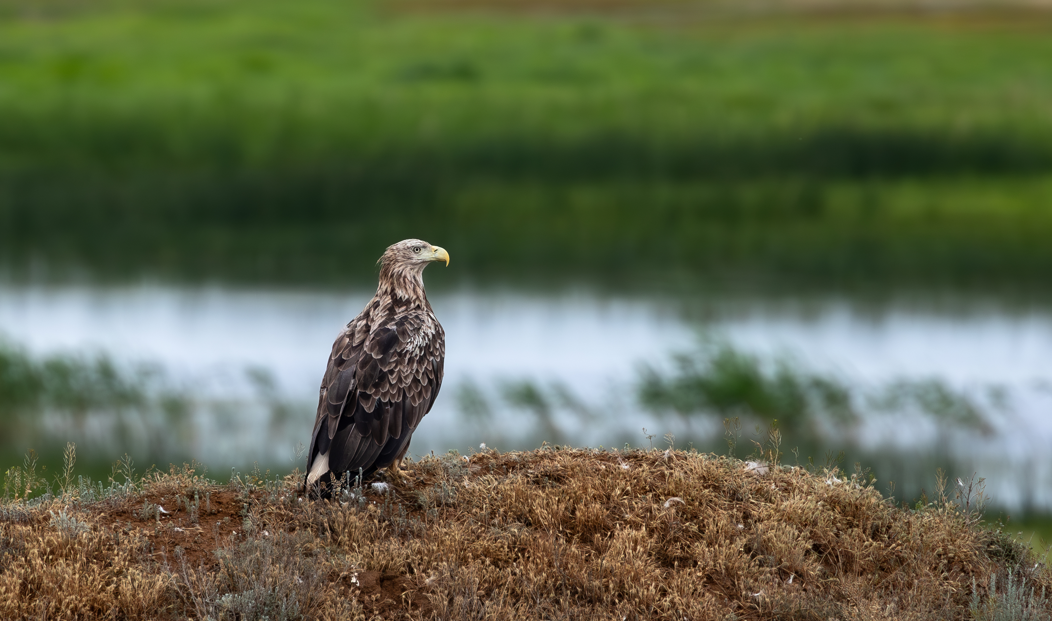 , Веревченко Михаил