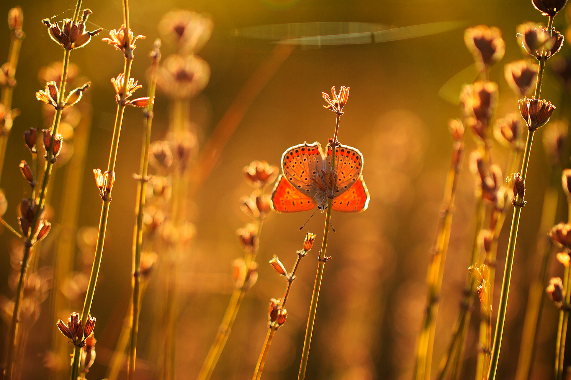 бабочка, макро, лето, солнце, Станка Петрова