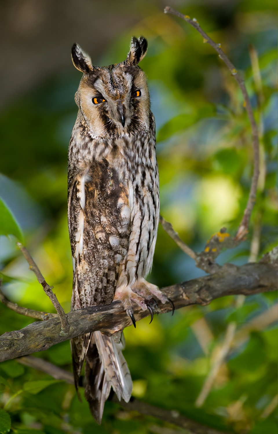 ушастая сова asio otus, Андрей Алексеев