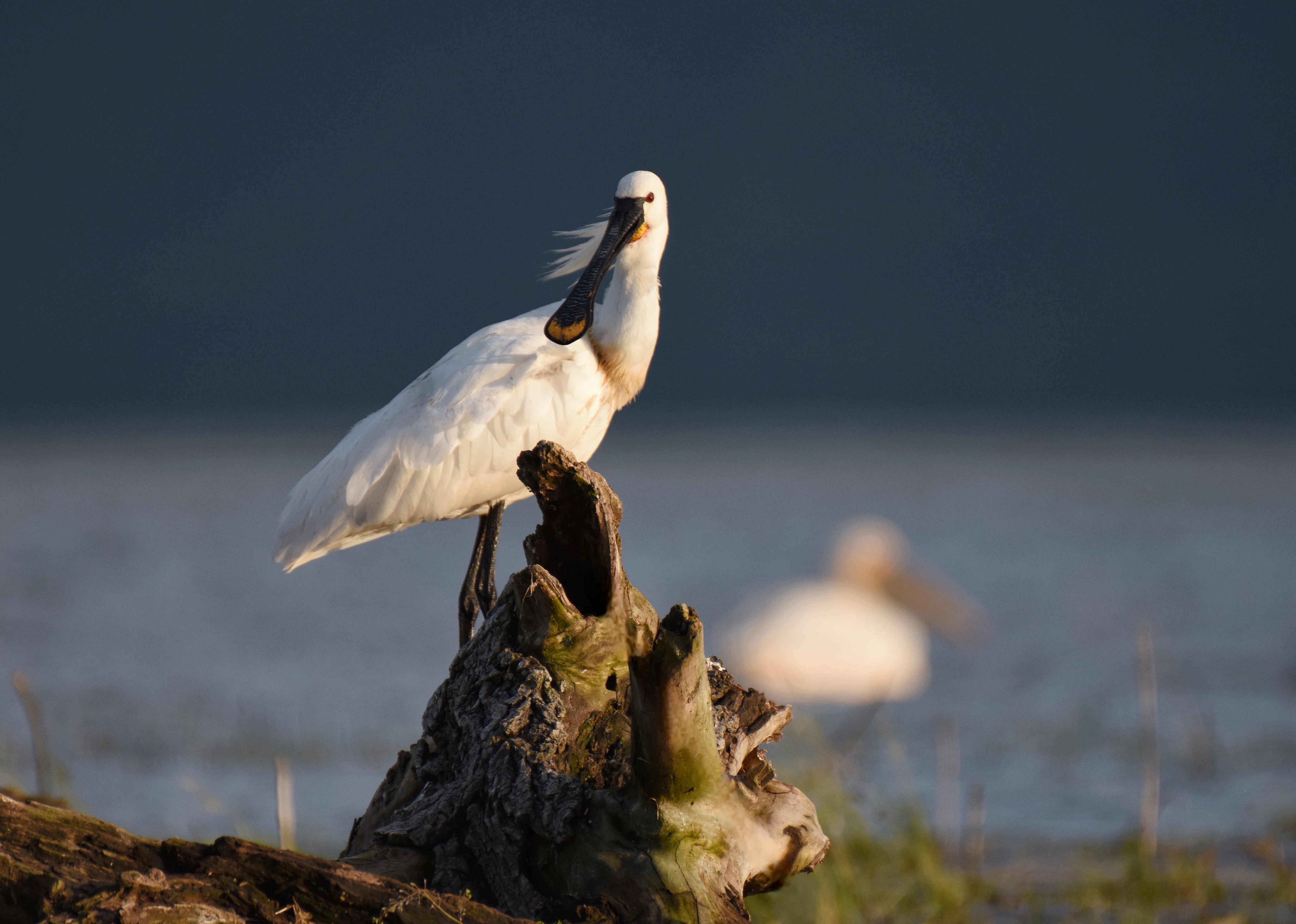 , Герчев Николай