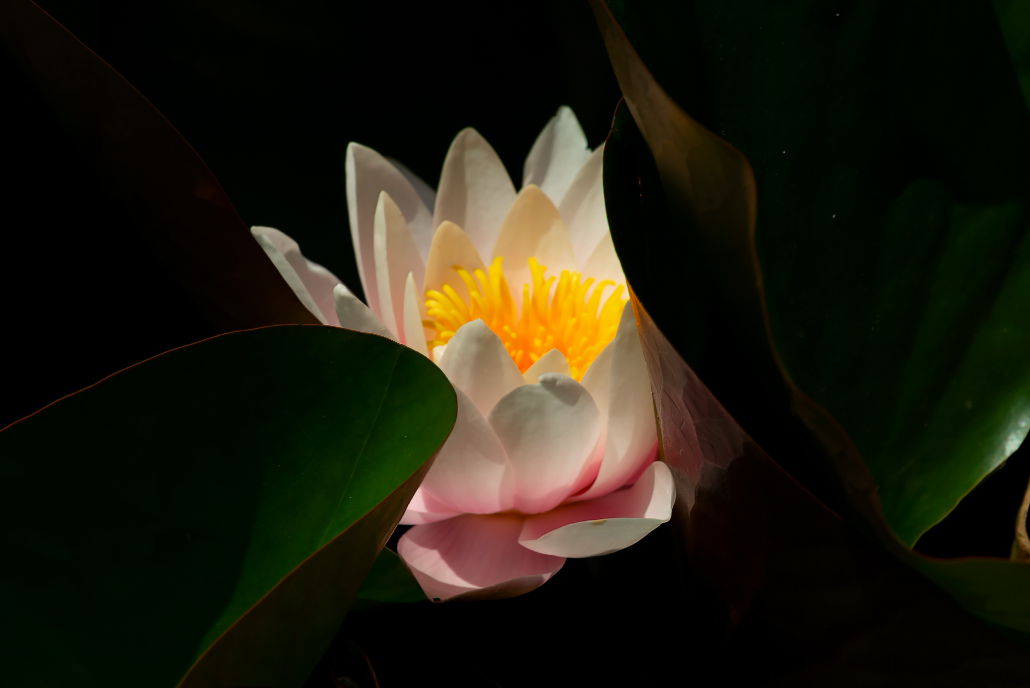 кувшинка,макро,природа, Елена Брежицкая