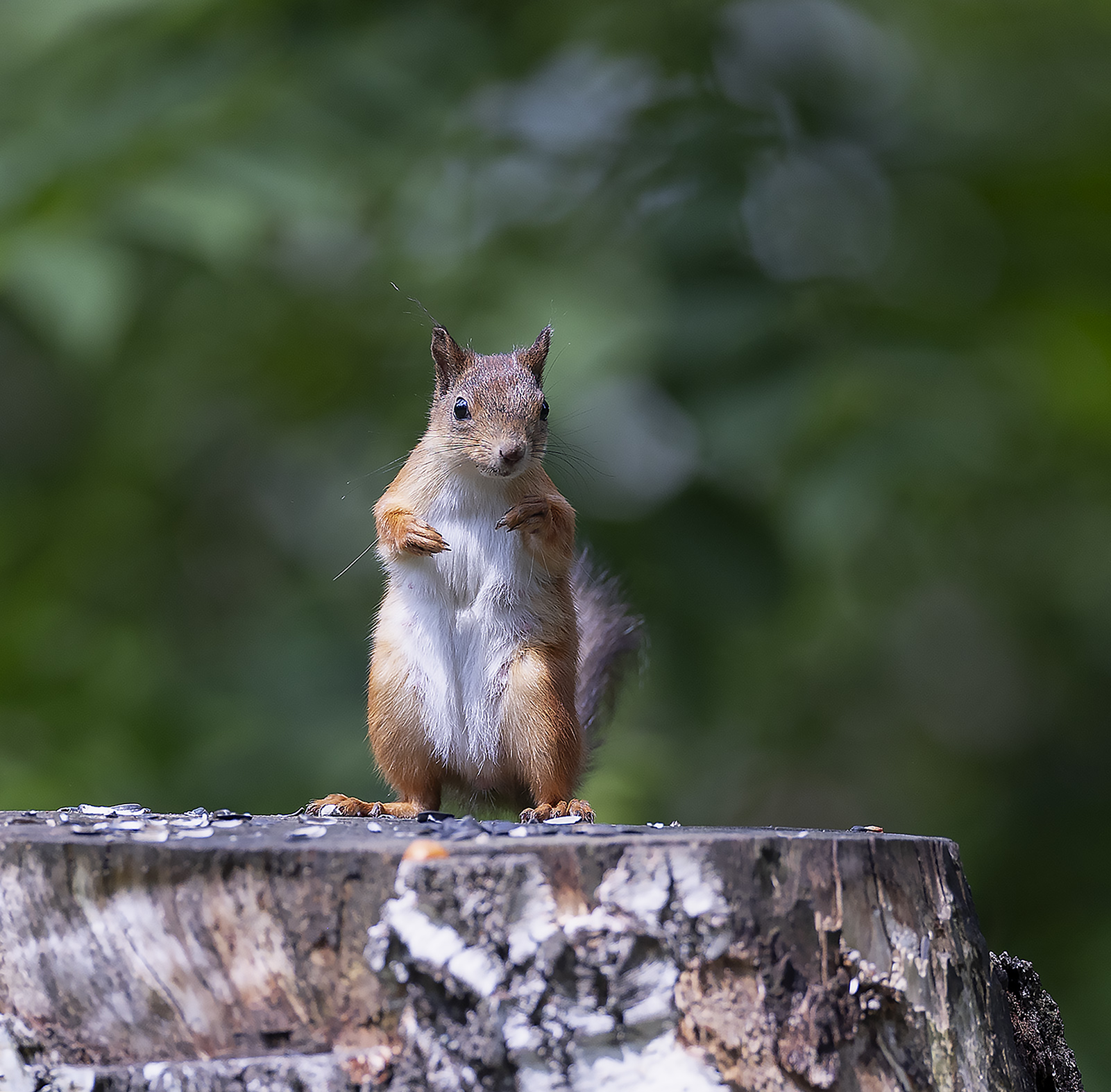 белка, лес, природа, squirrel, forest, nature, Стукалова Юлия