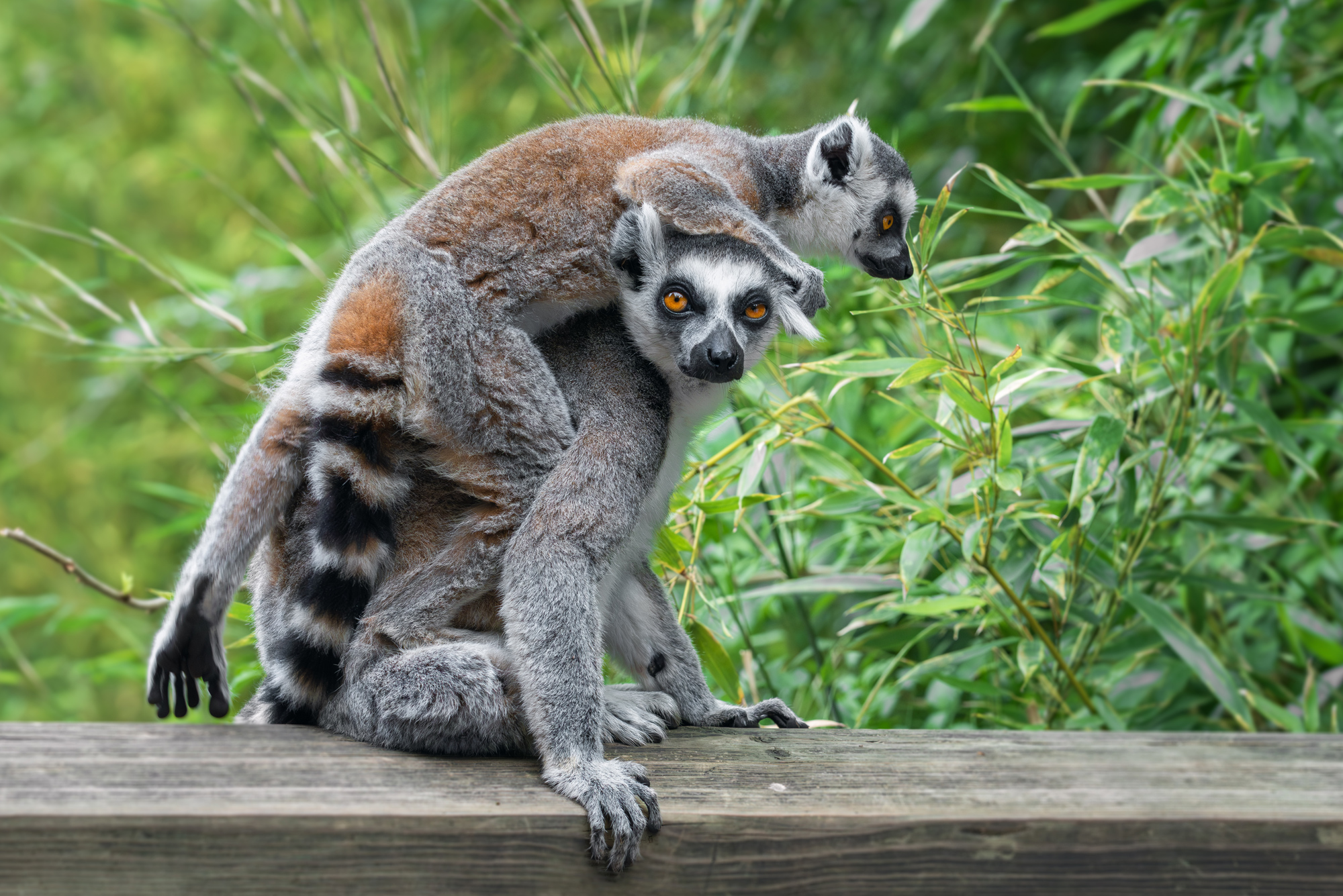 кольцехвостый лемур; кошачий лемур; лемур катта;маки; lemur; ring-tailed lemur; lemur catta;, Наталья Паклина