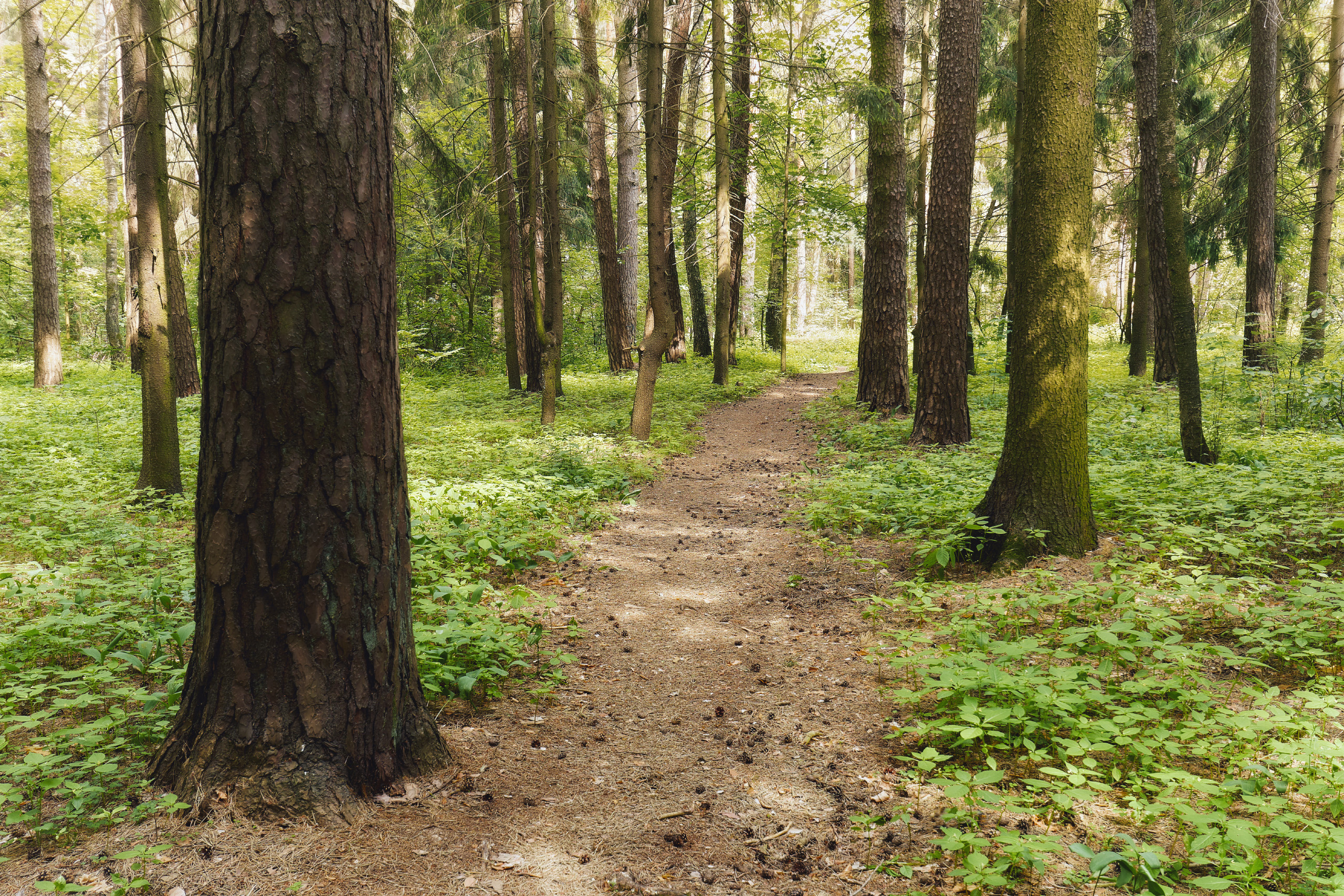 лес, деревья, листва, свет, Валерий Вождаев