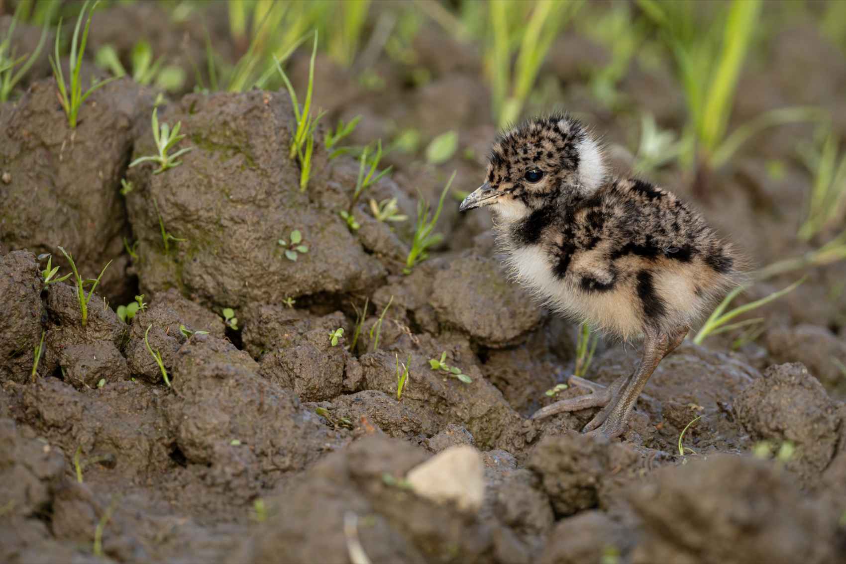 чибис, птенец, чибисенок, птицы, Руслан Pl