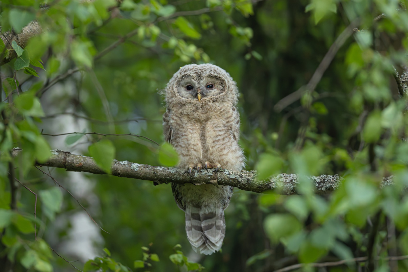 уральская неясыть, длиннохвостая неясыть, совенок, птицы, неясыть, Руслан Pl