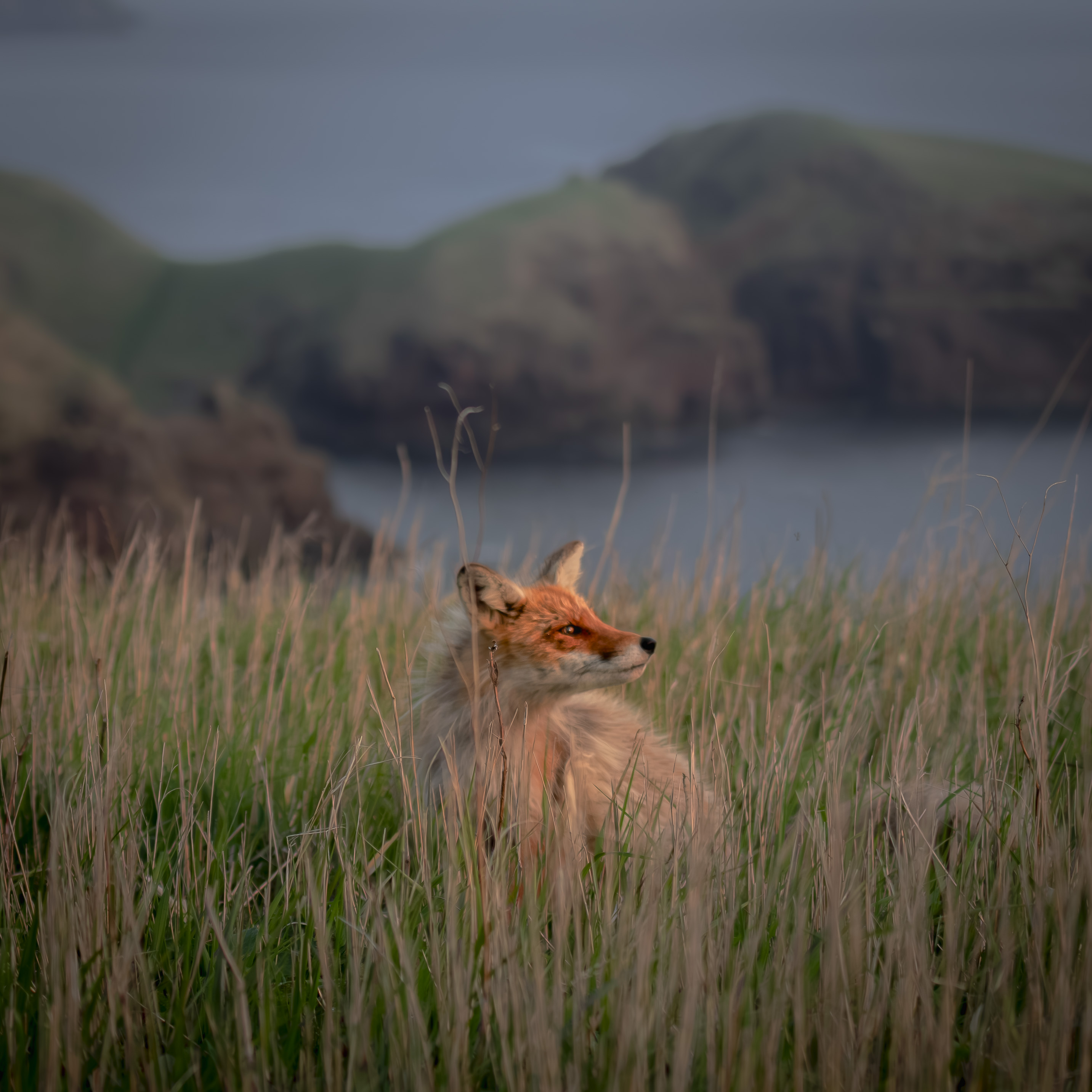 , Лаврентьев Александр