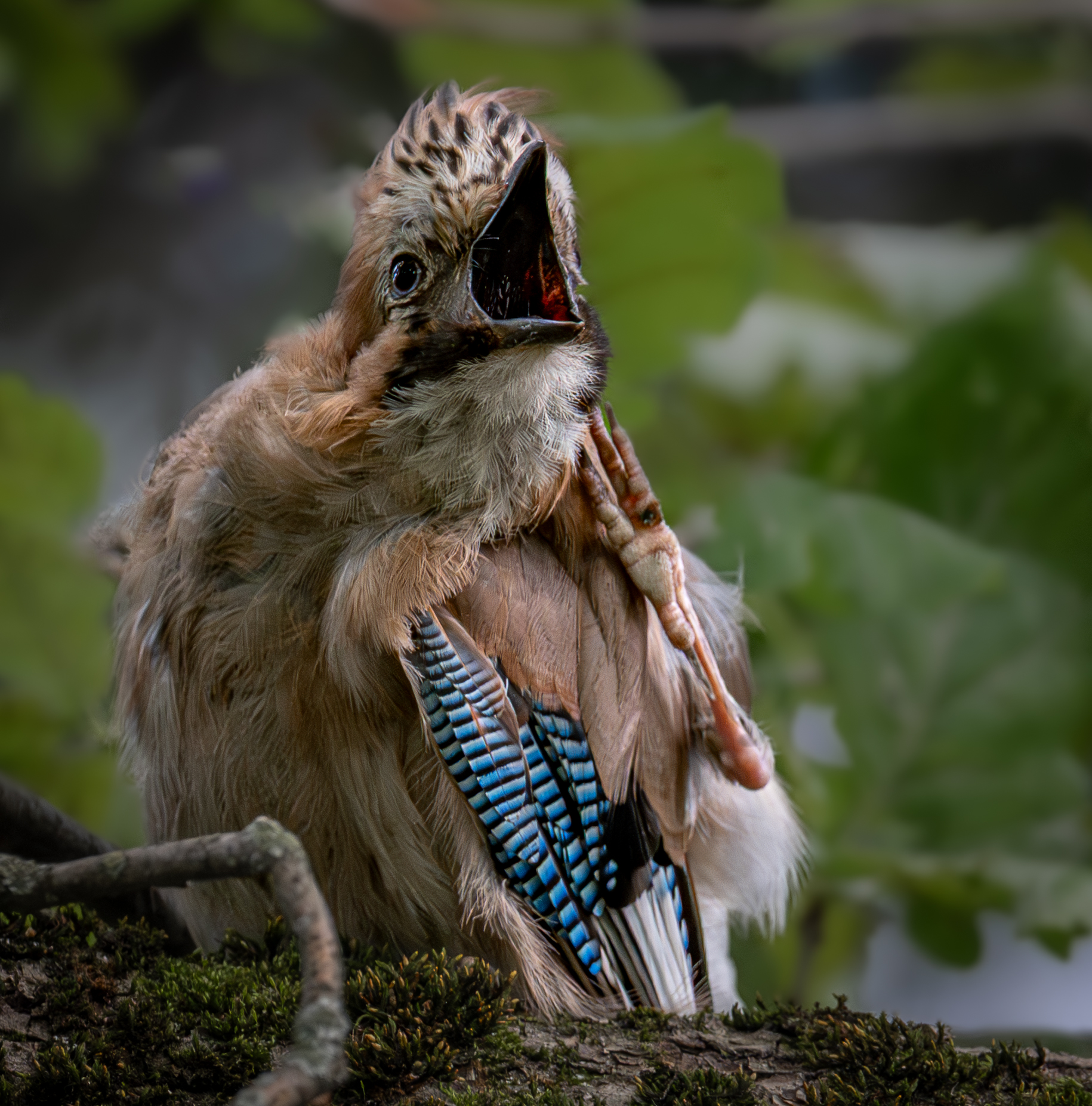 , Курлянцев Алексей