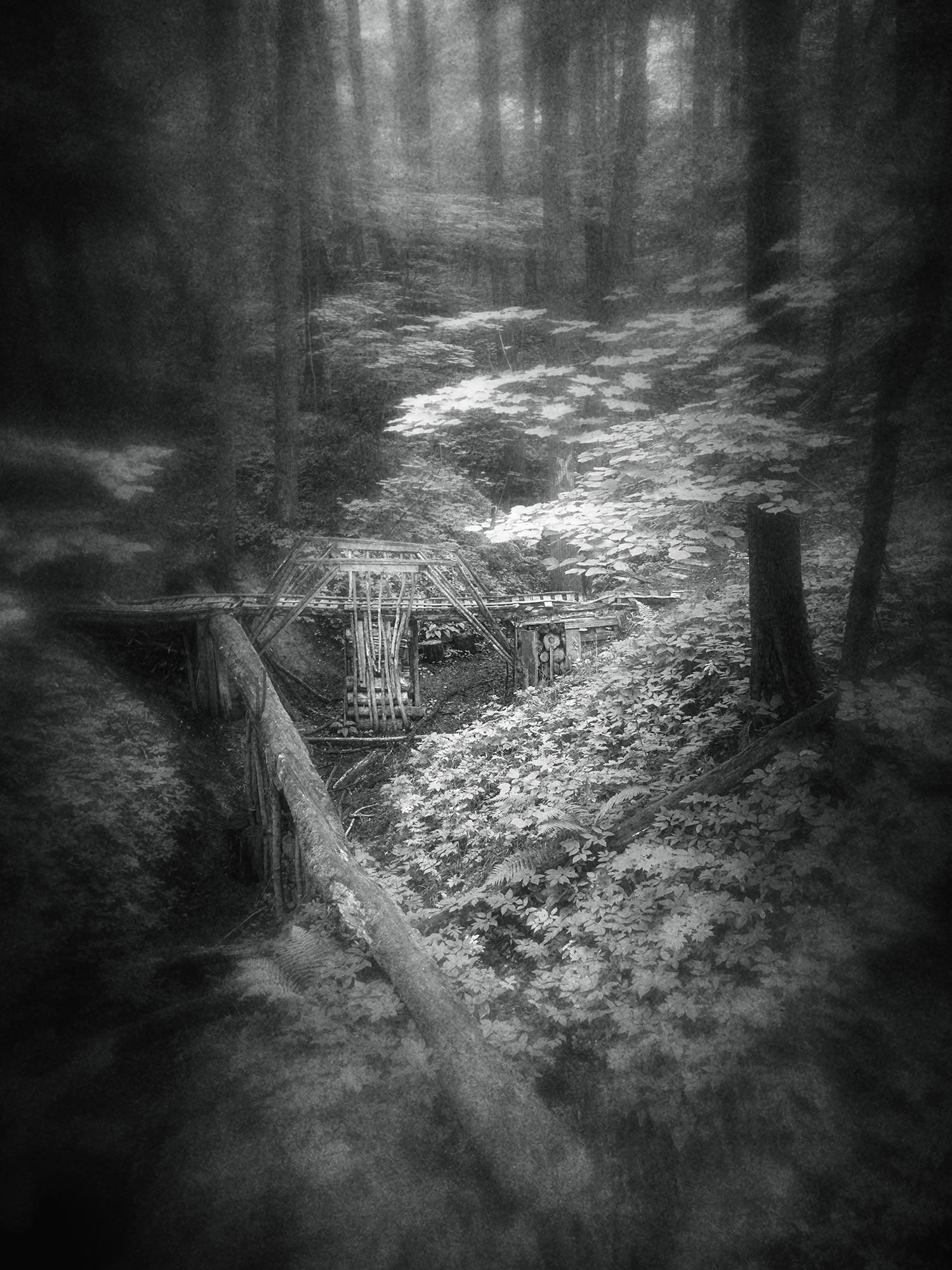 чб, пейзаж, лес, Сергей Кот