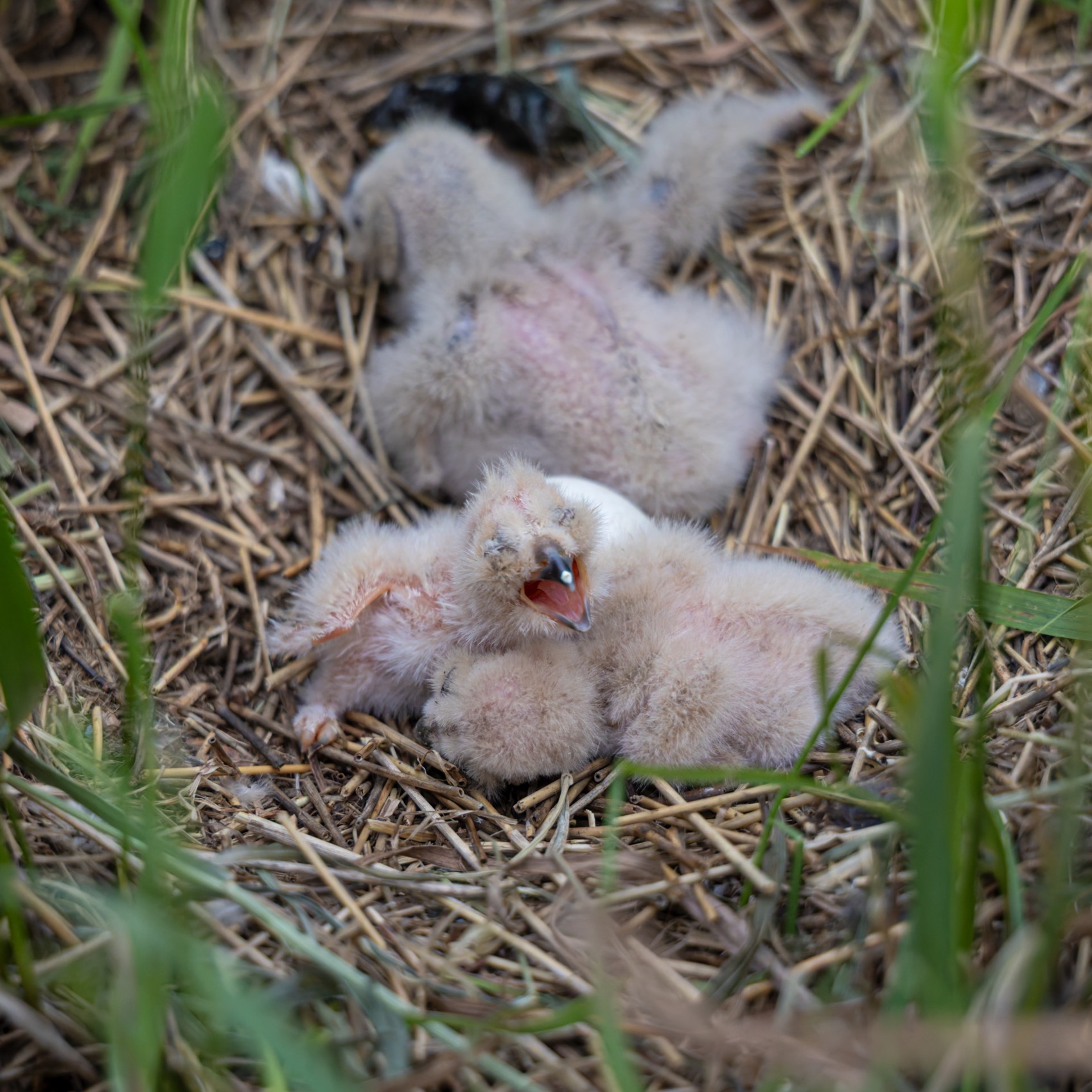 болотная сова, сова, птицы, Руслан Pl