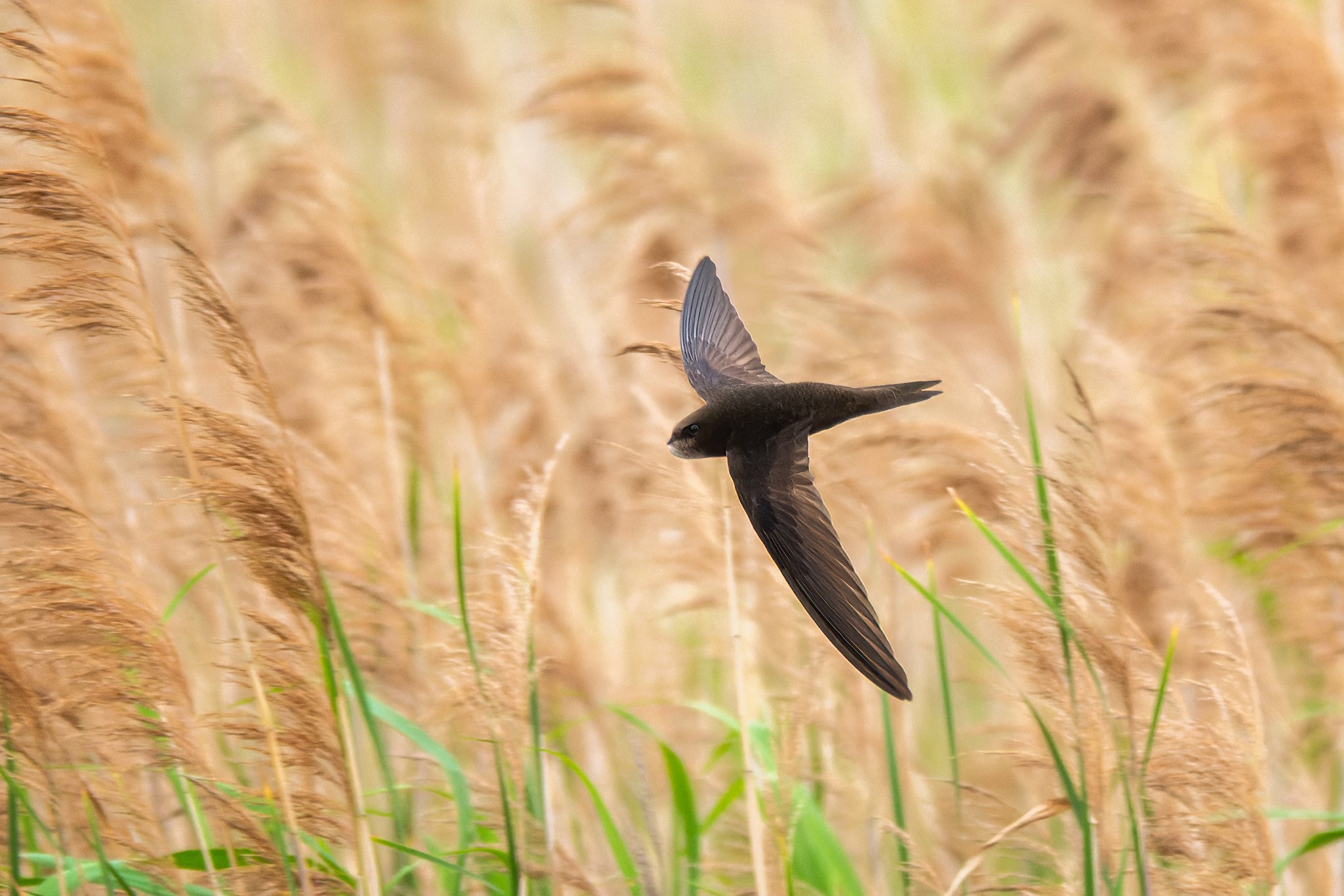 пермский край, птицы, стриж, фотоохота, Кузнецов Кирилл