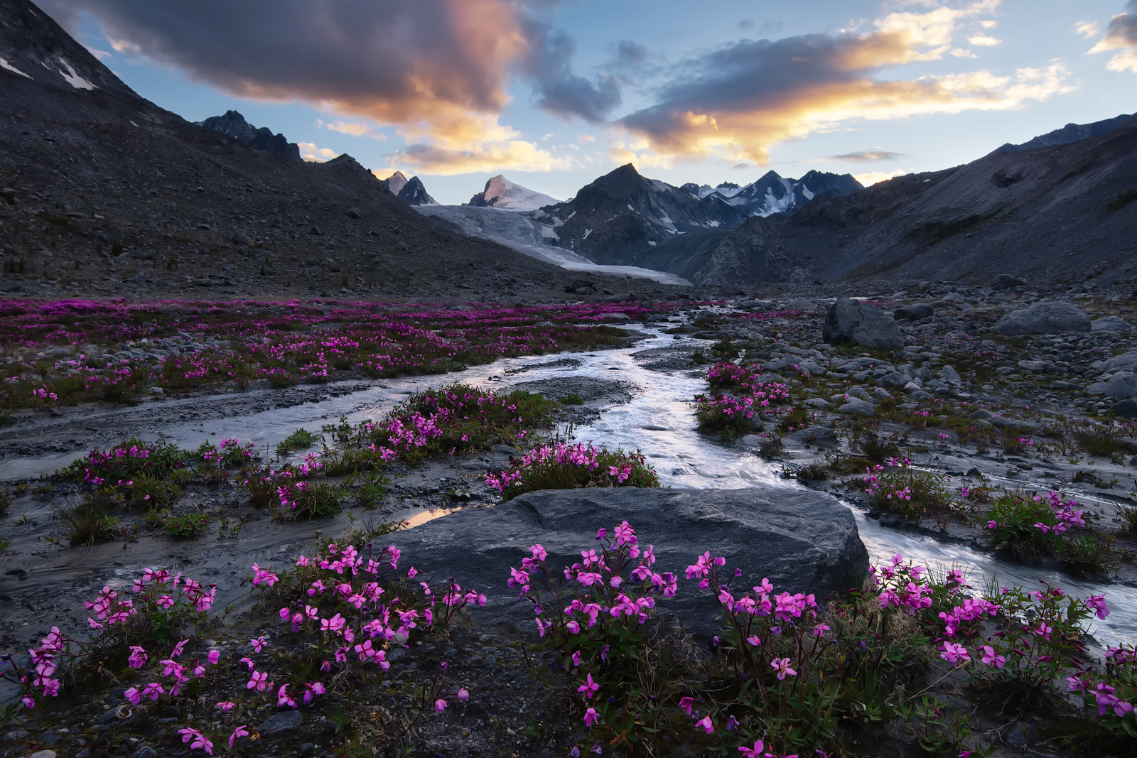 алтай, горный алтай, пейзажи алтая, кош-агачский район, горная река, летний алтай, лето в горах, иван-чай, горы, цветы, цветение, кипрей широколистный, Рубан Елена