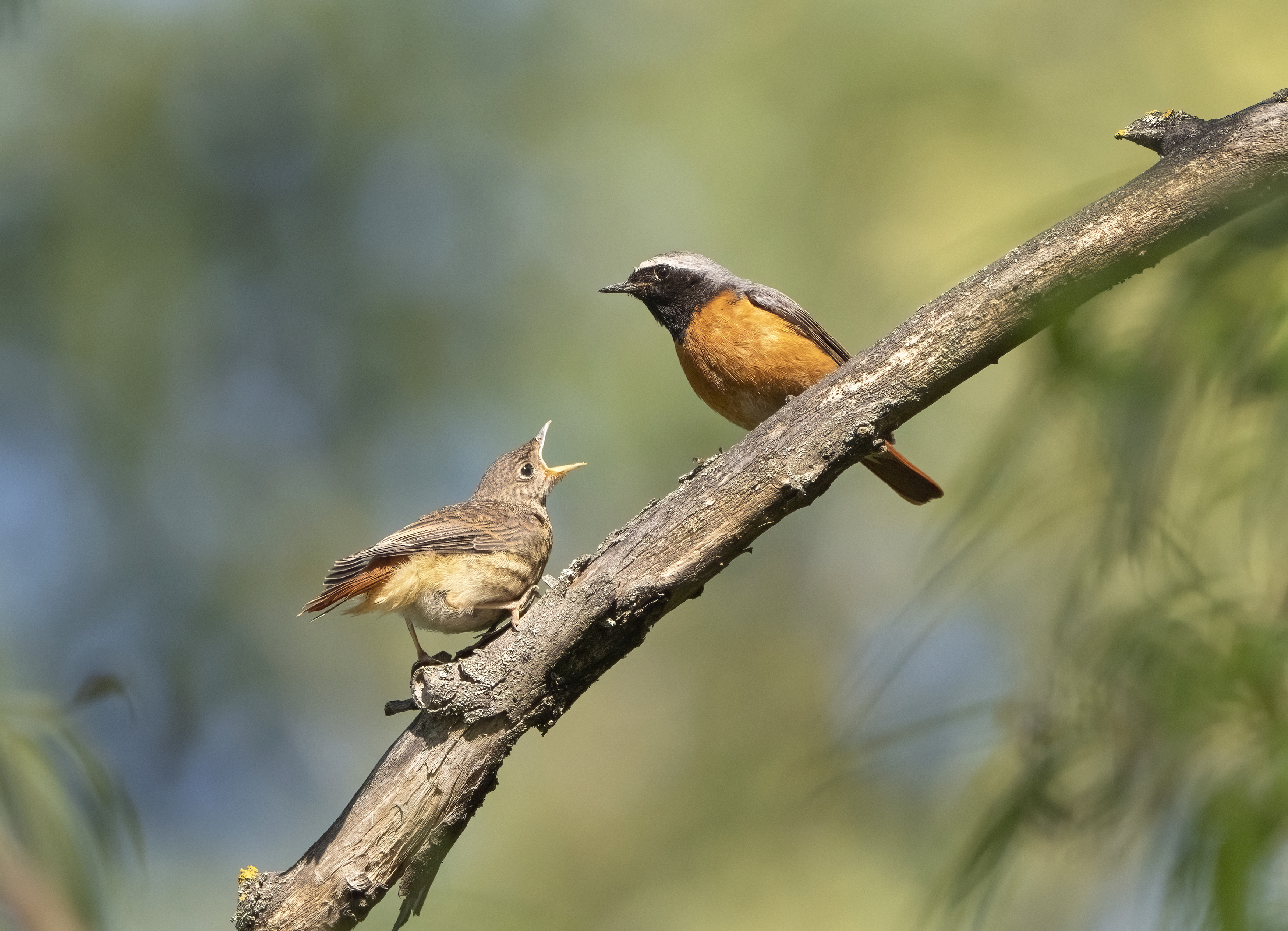 птицы,природа, лето, Андрей Киселёв