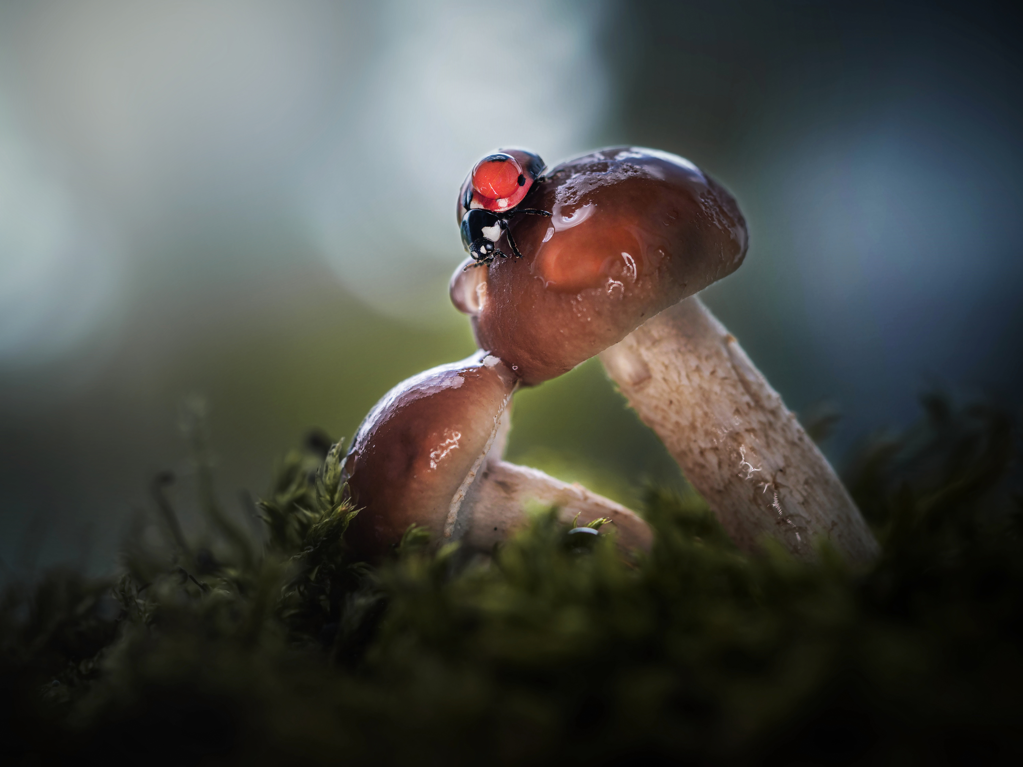 , Лапшина Владлена