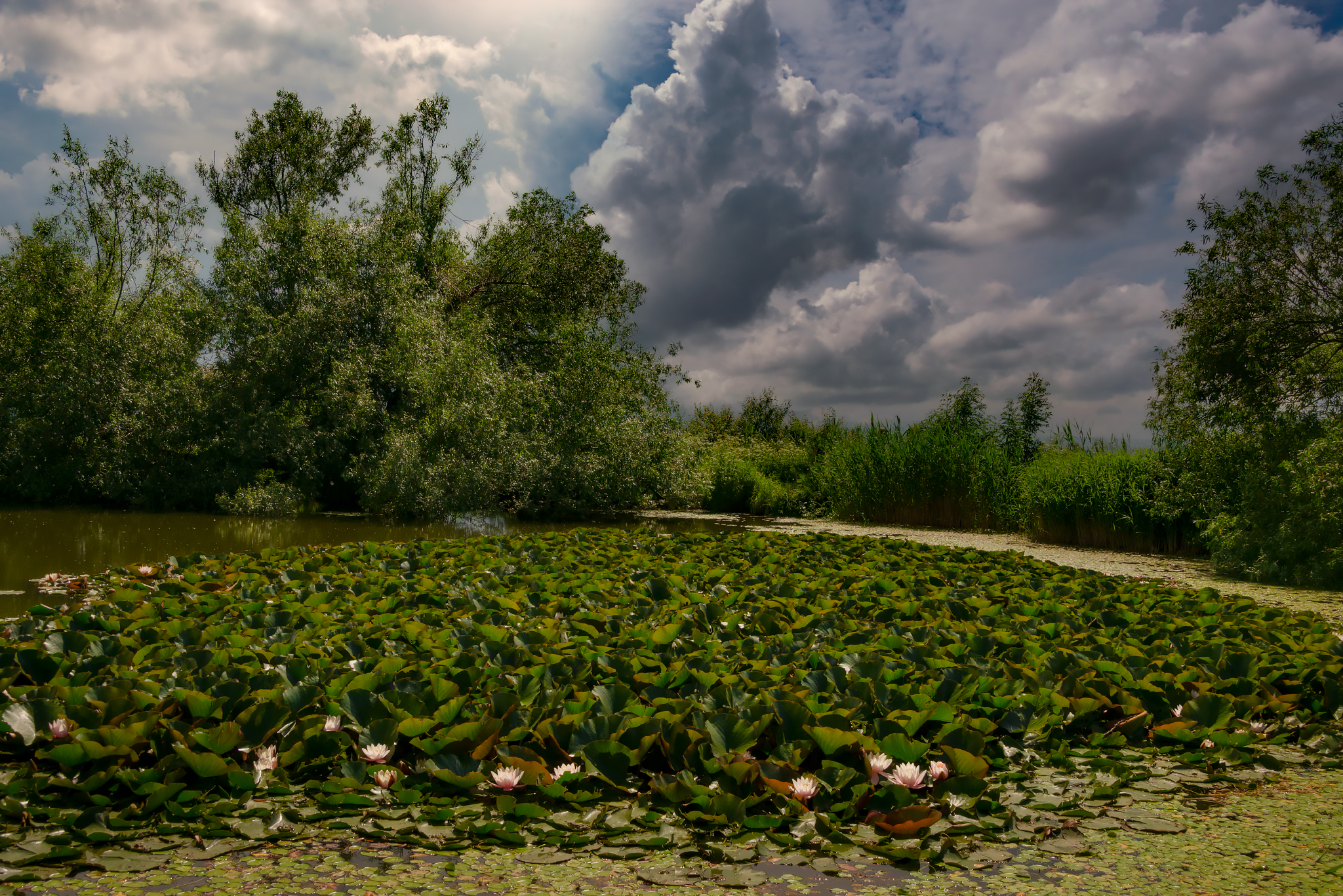 пейзаж, озеро,кувшинки,природа, кмв, Елена Брежицкая