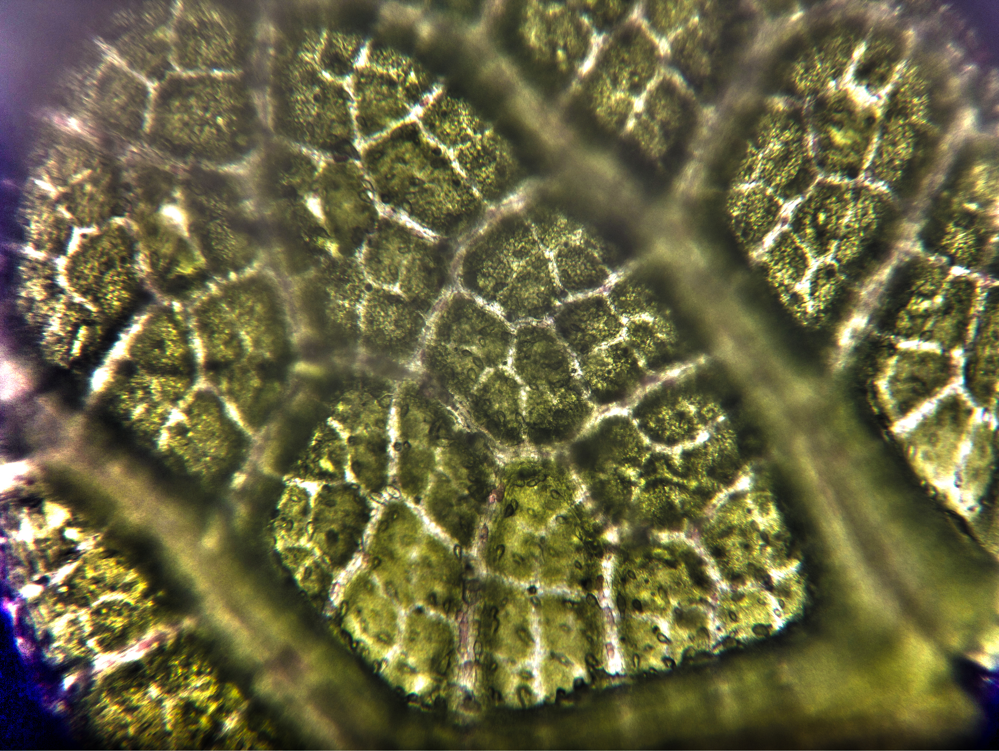 , Орлова Ксения