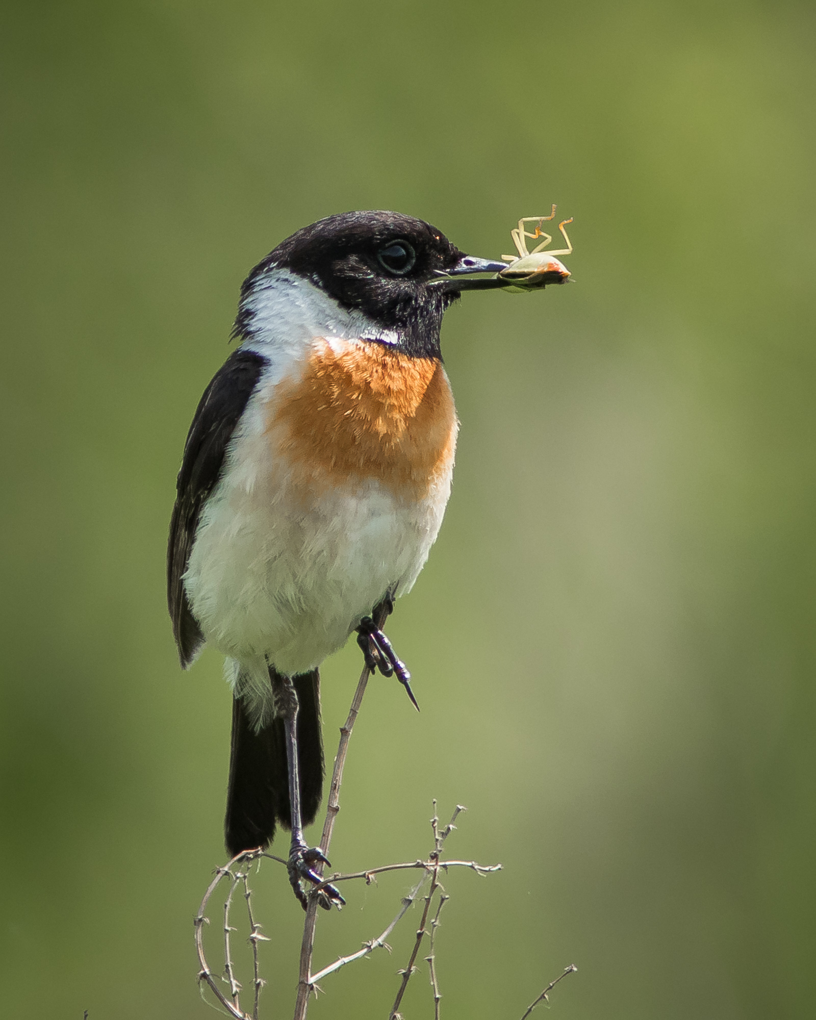 чекан черноголовый, Суслов Дмитрий