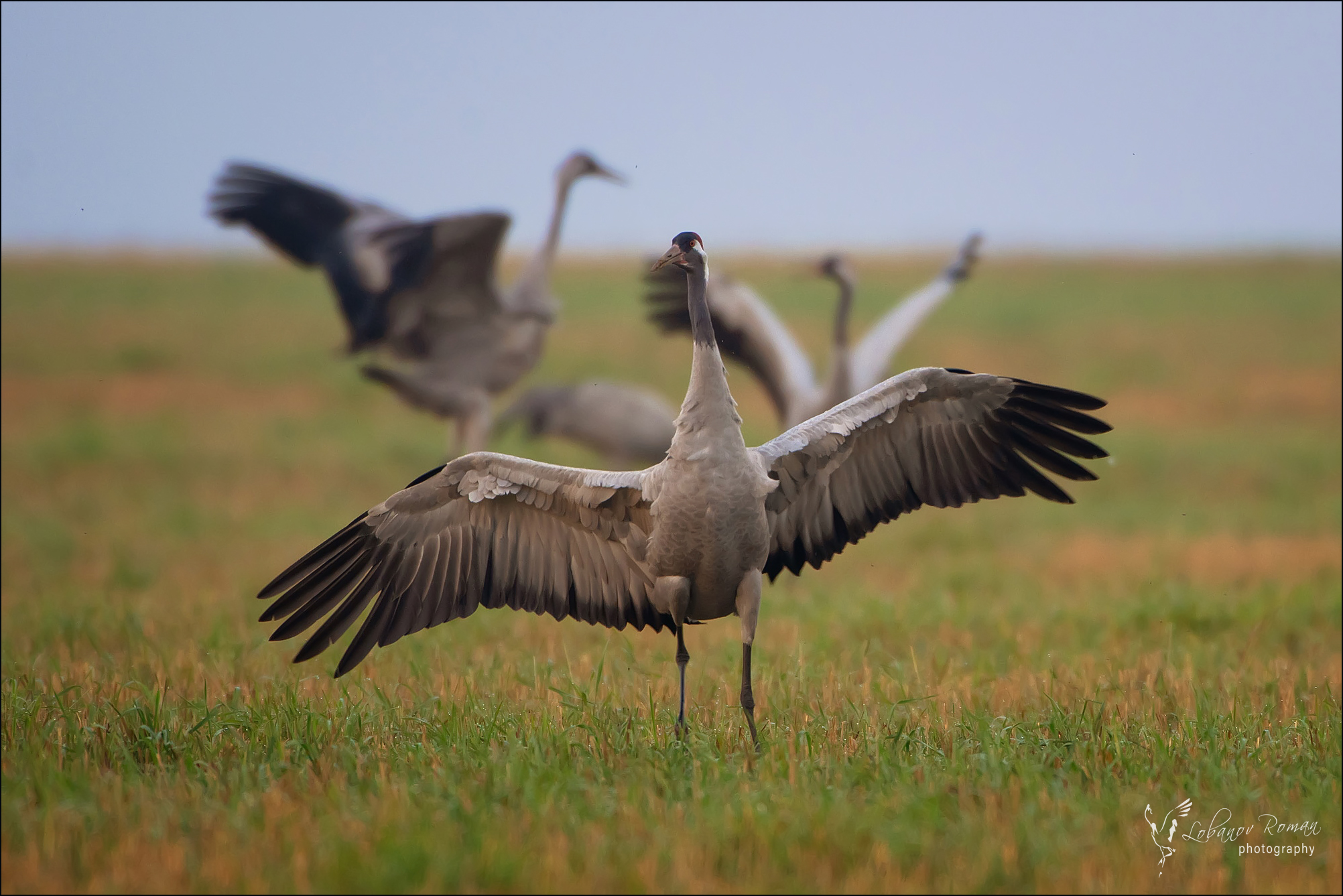 , Лобанов Роман