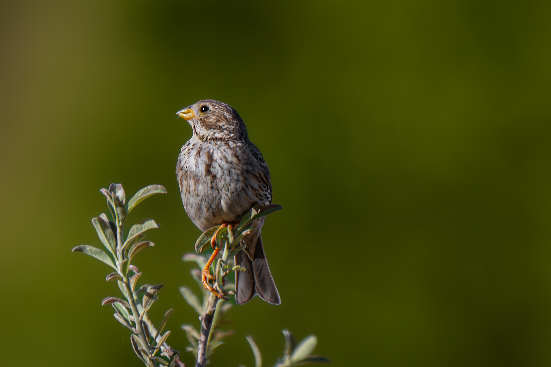 birds, Sajkovski Dejan