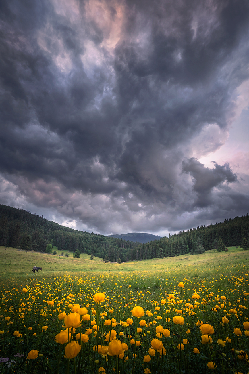 landscape, nature, scenery, summer, sunset, evening,cloudy, clouds, mountain, trees, flowers, wild, trolius, пейзаж, Александър Александров