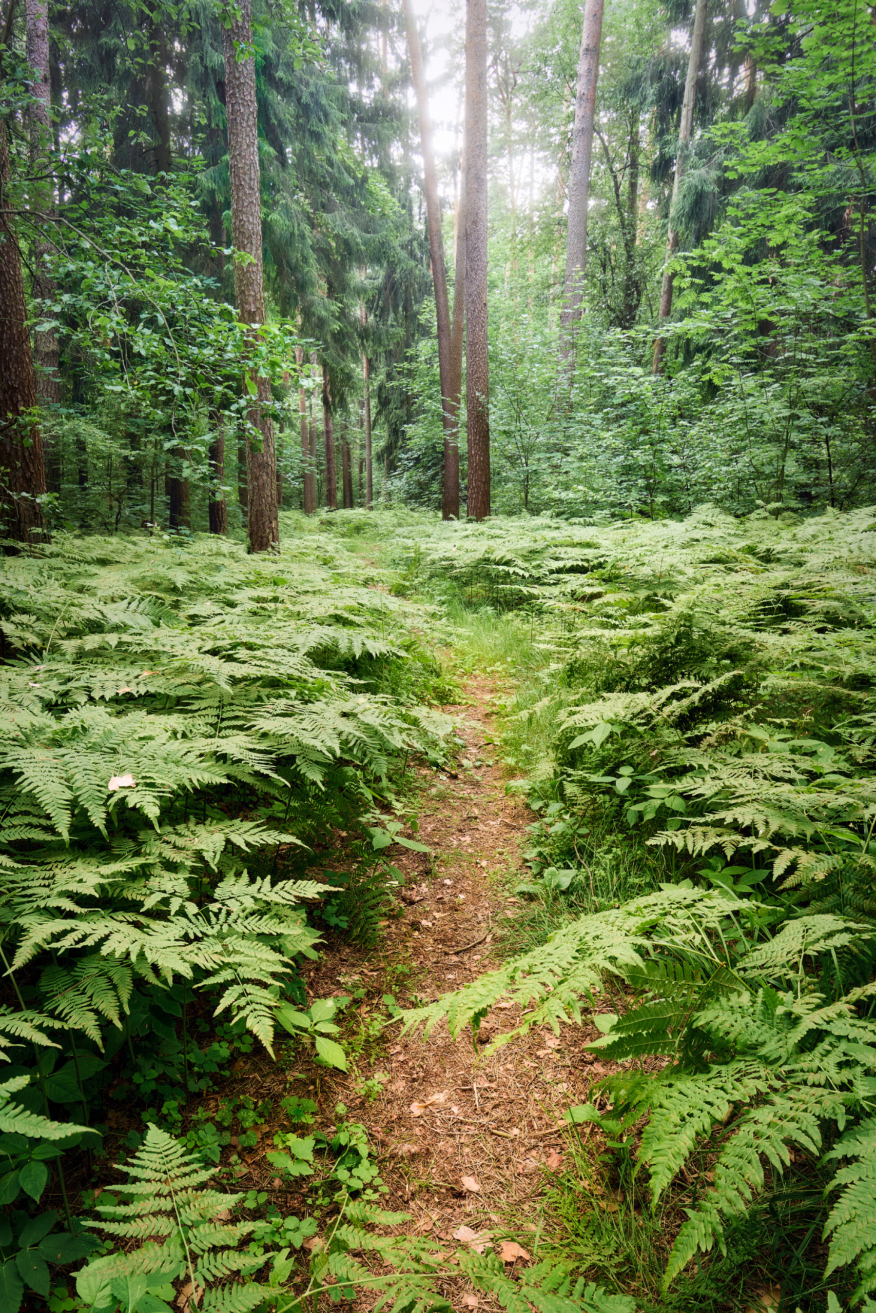 лес, деревья, листва, свет, Валерий Вождаев