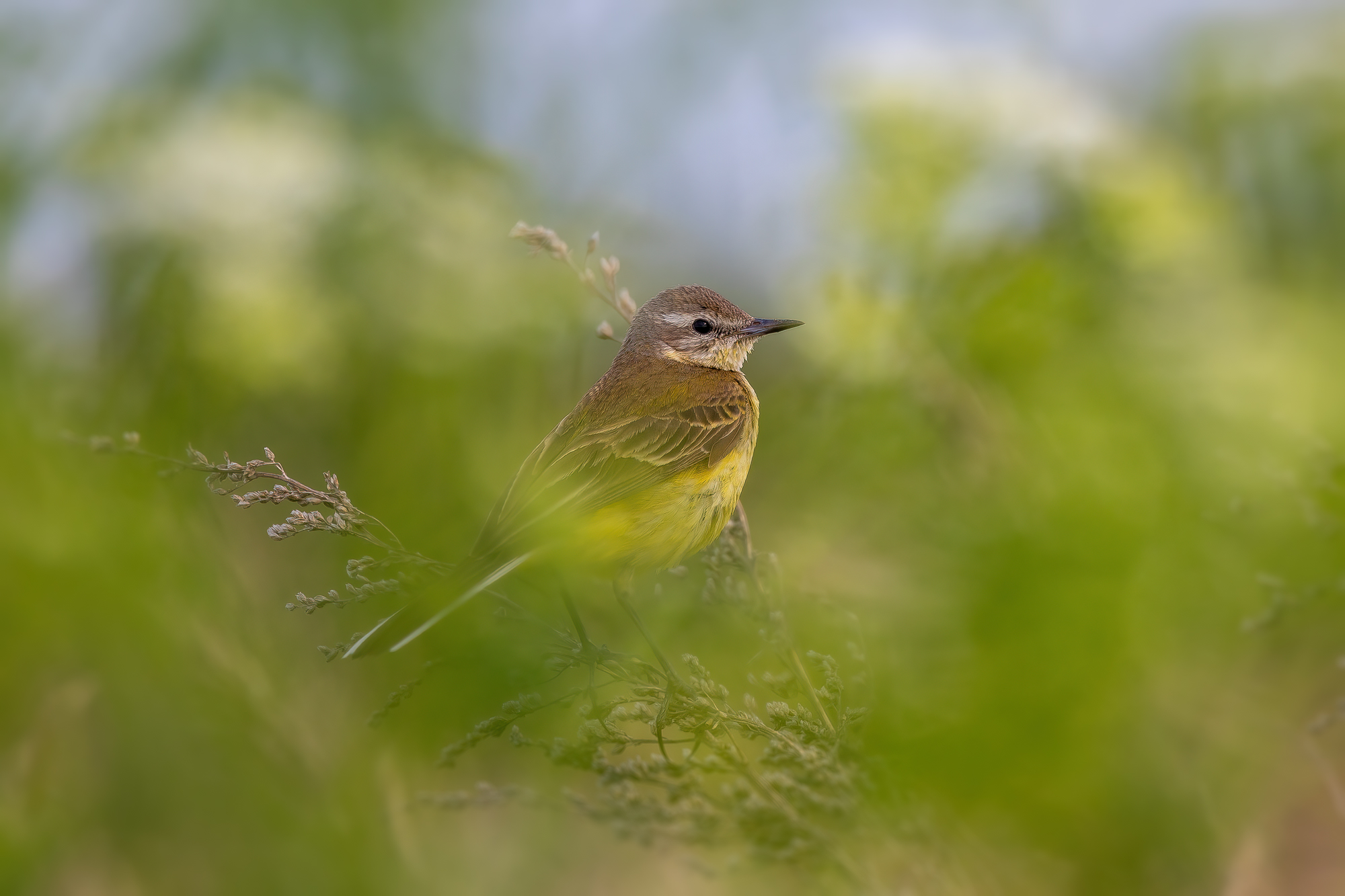, Кузнецов Дмитрий