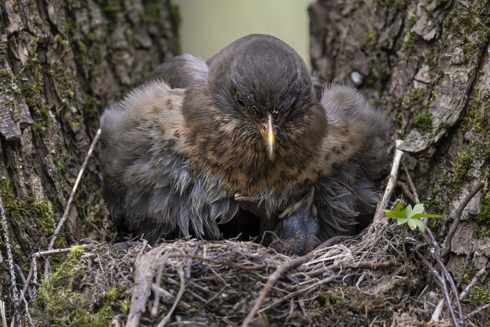 дрозд, черный дрозд, птенцы, гнездо, птицы, Руслан Pl