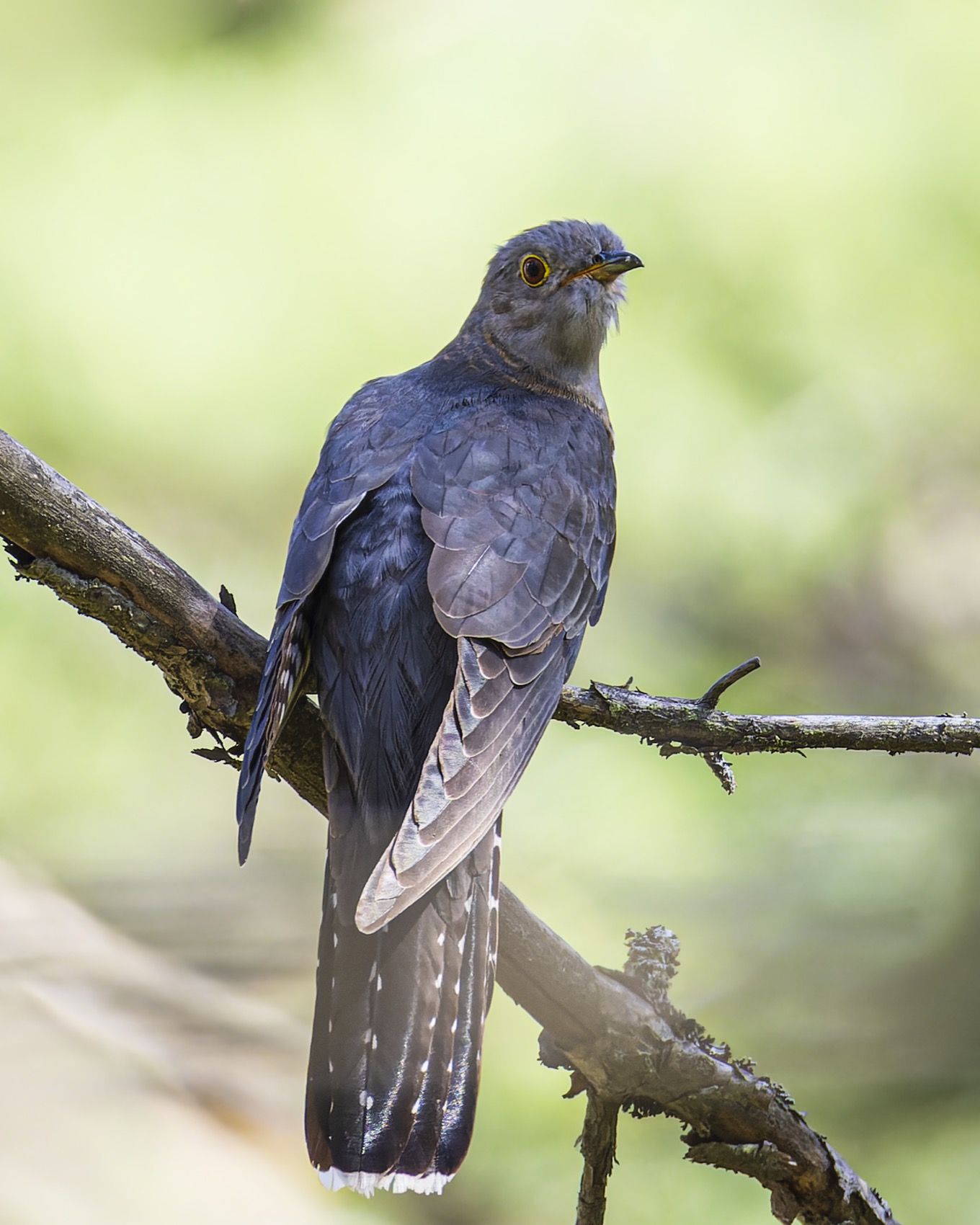 кукушка, птицы, Руслан Pl